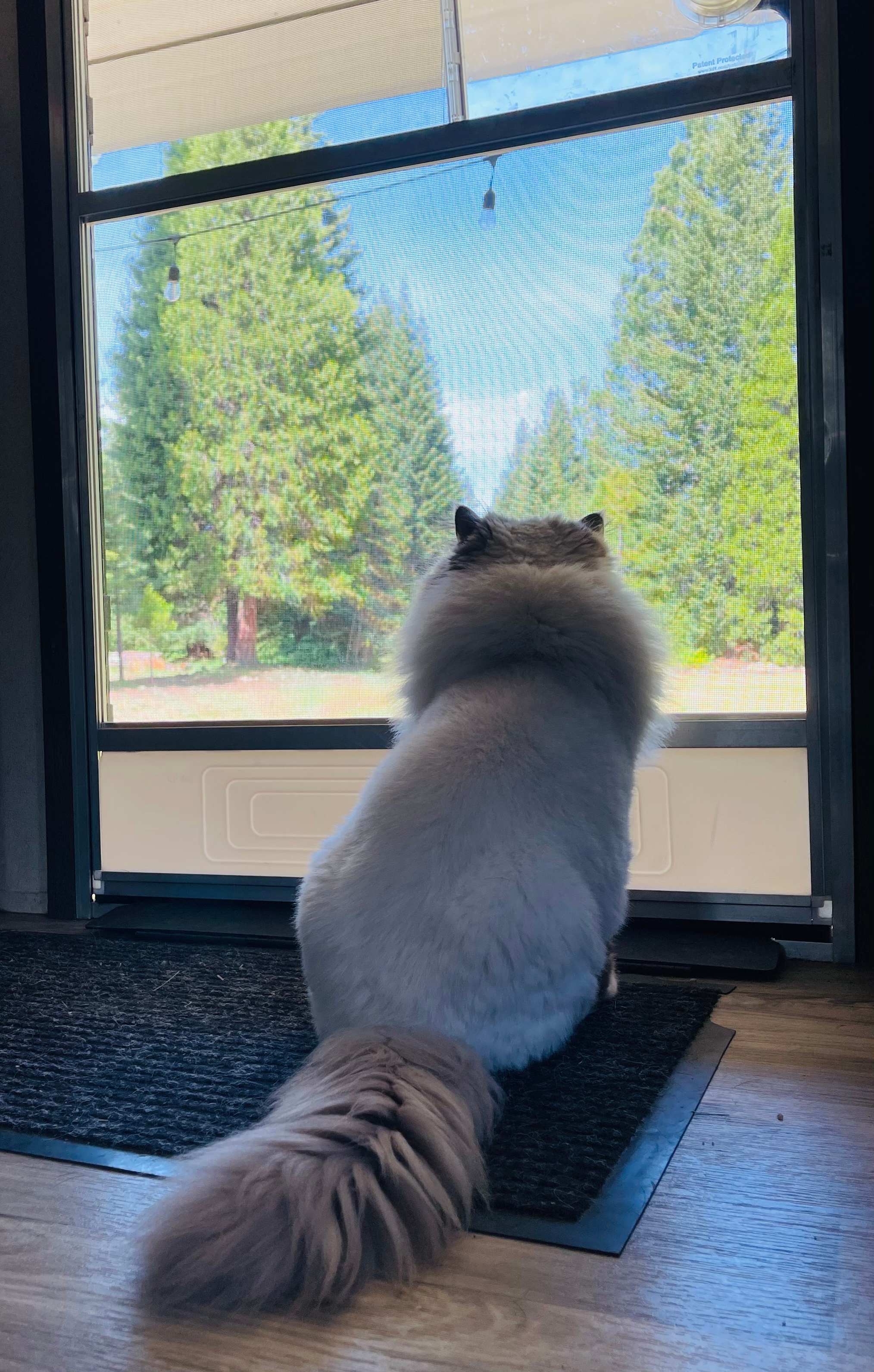 Kitty in the forest pondering life