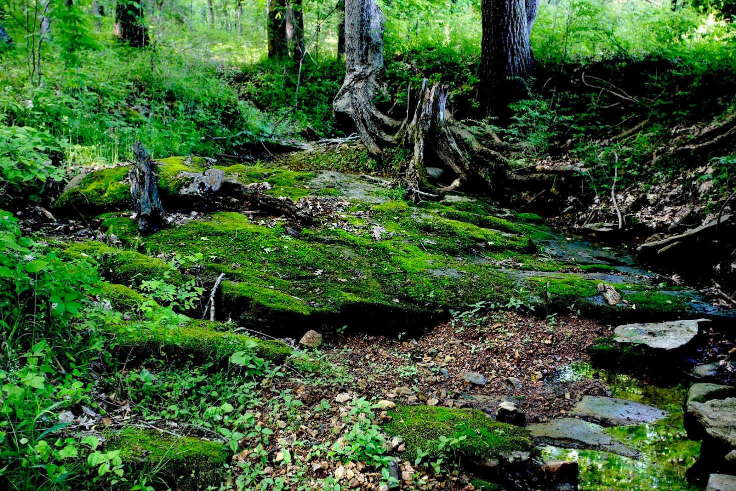 Picture of the site
