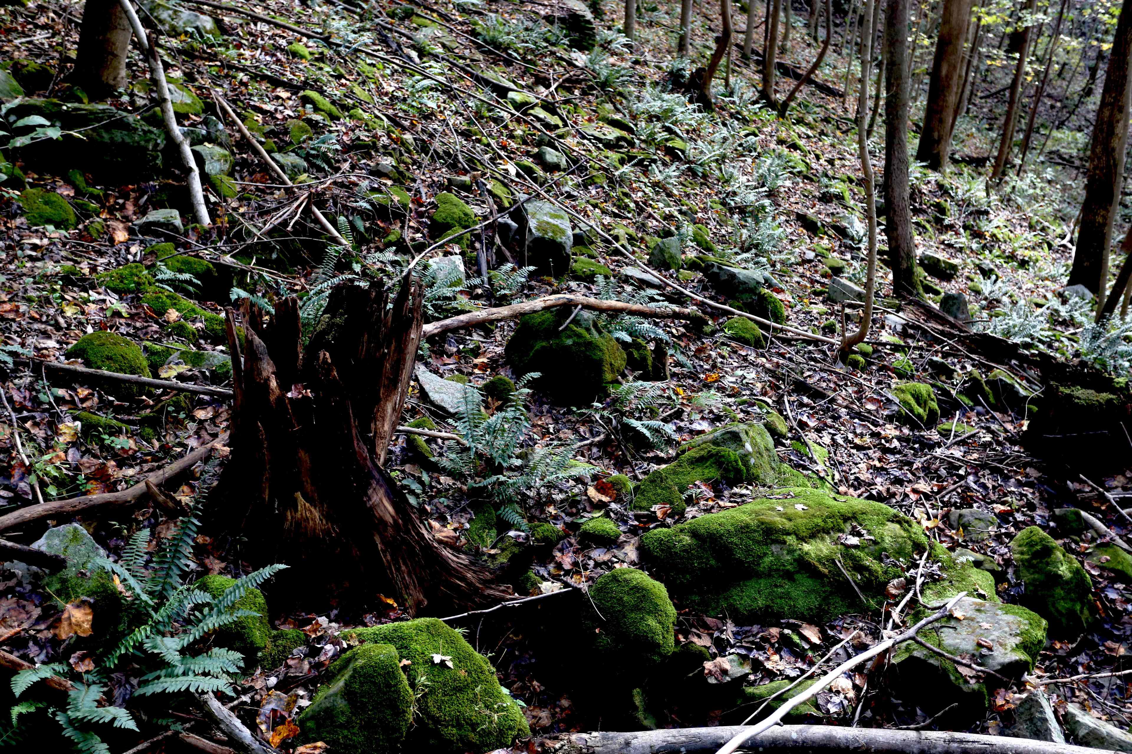 Picture of the site