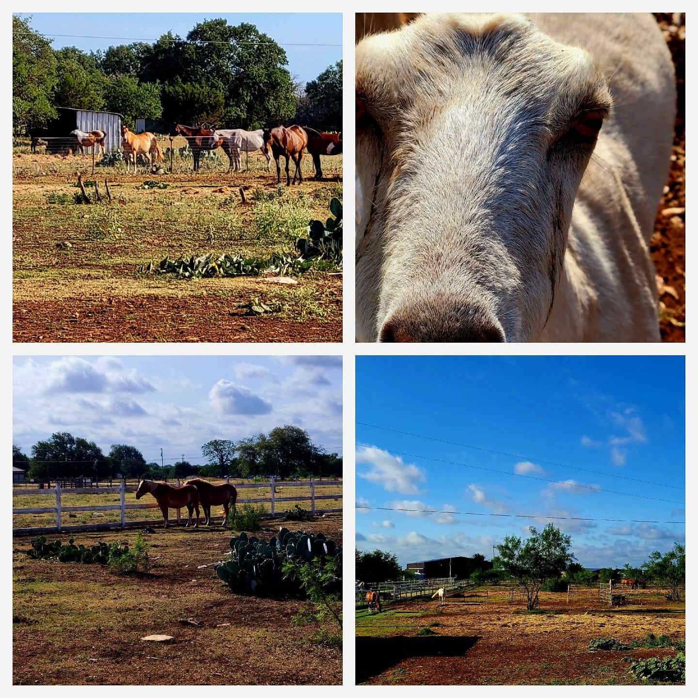 KW Equine Sanctuary and Ranch