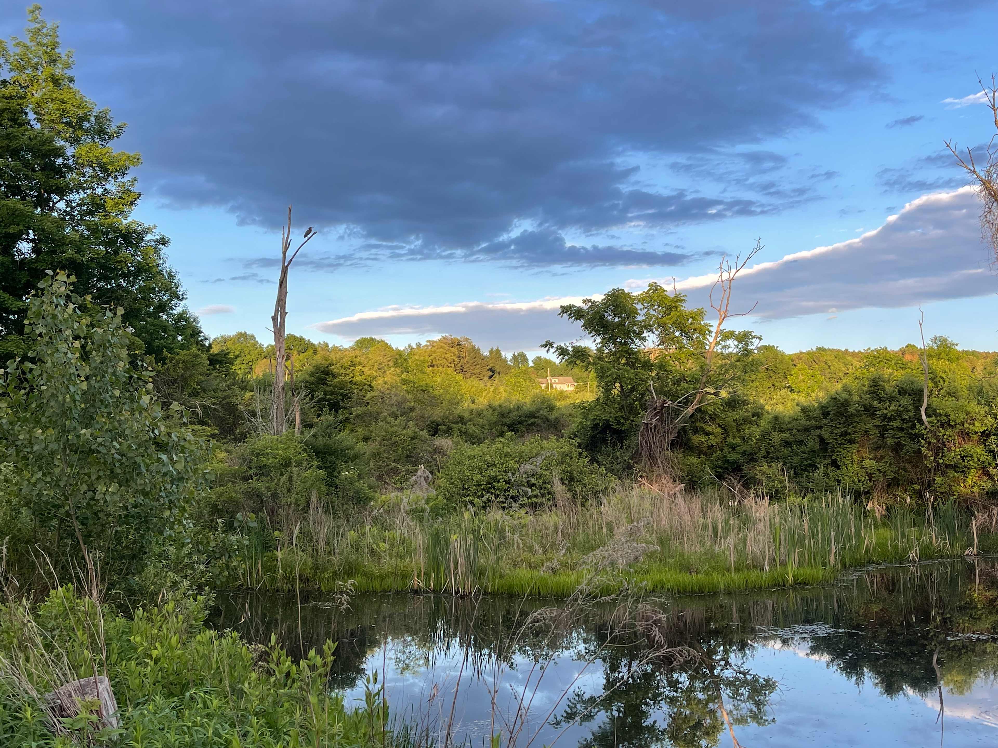 The Green Heron (seen in the tree) visits yearly and the property is named for her.