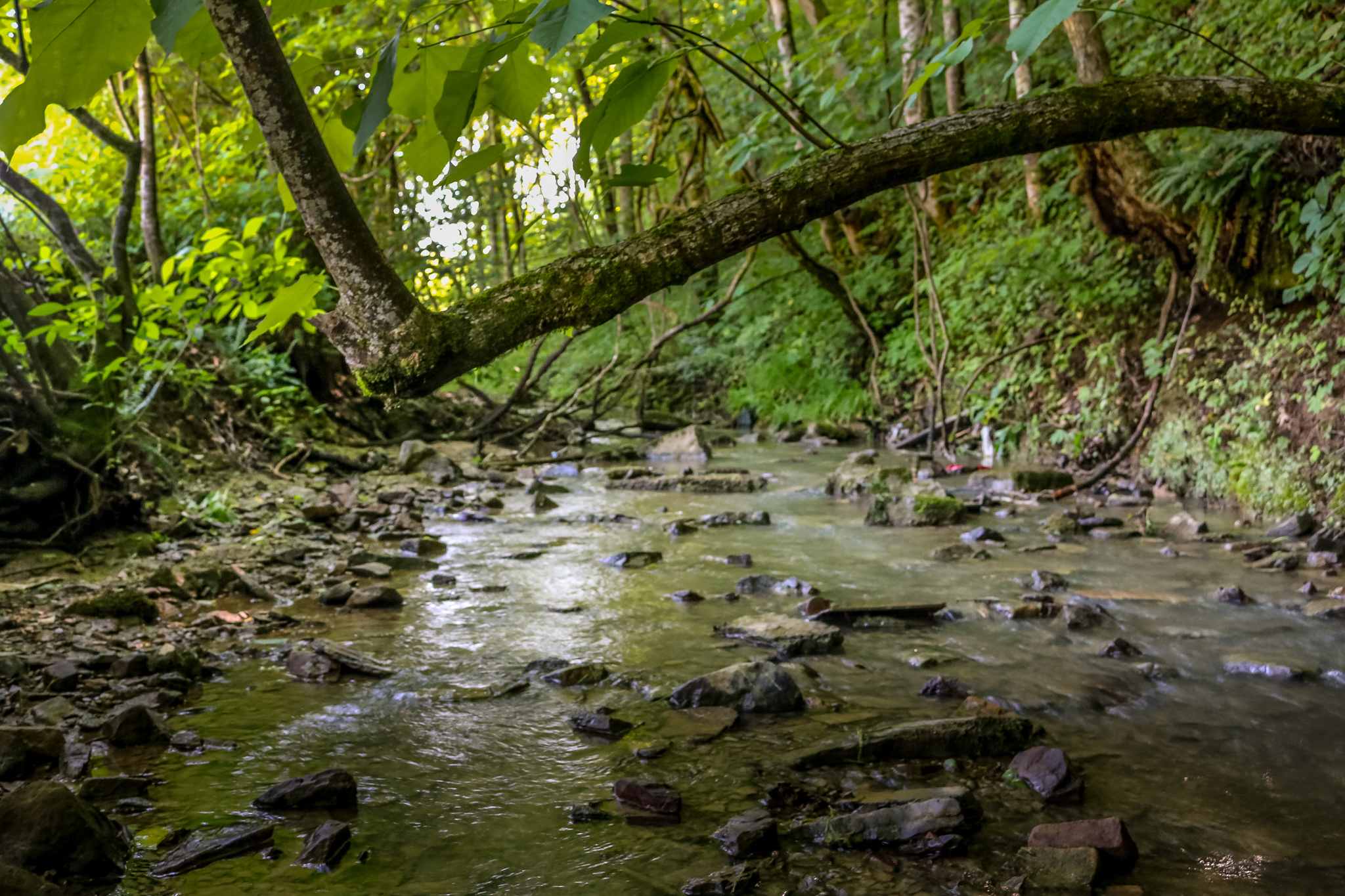The creek beside our camping spot