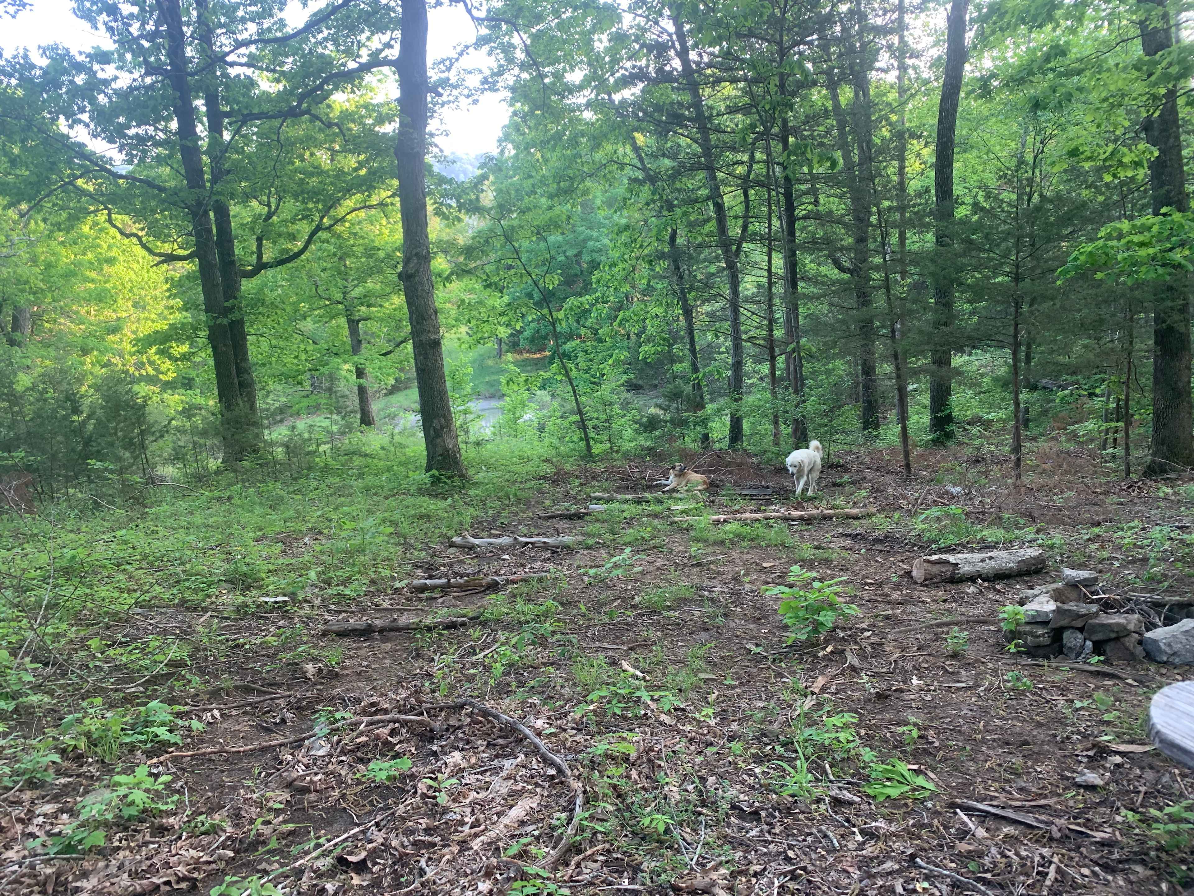 Picture of the site