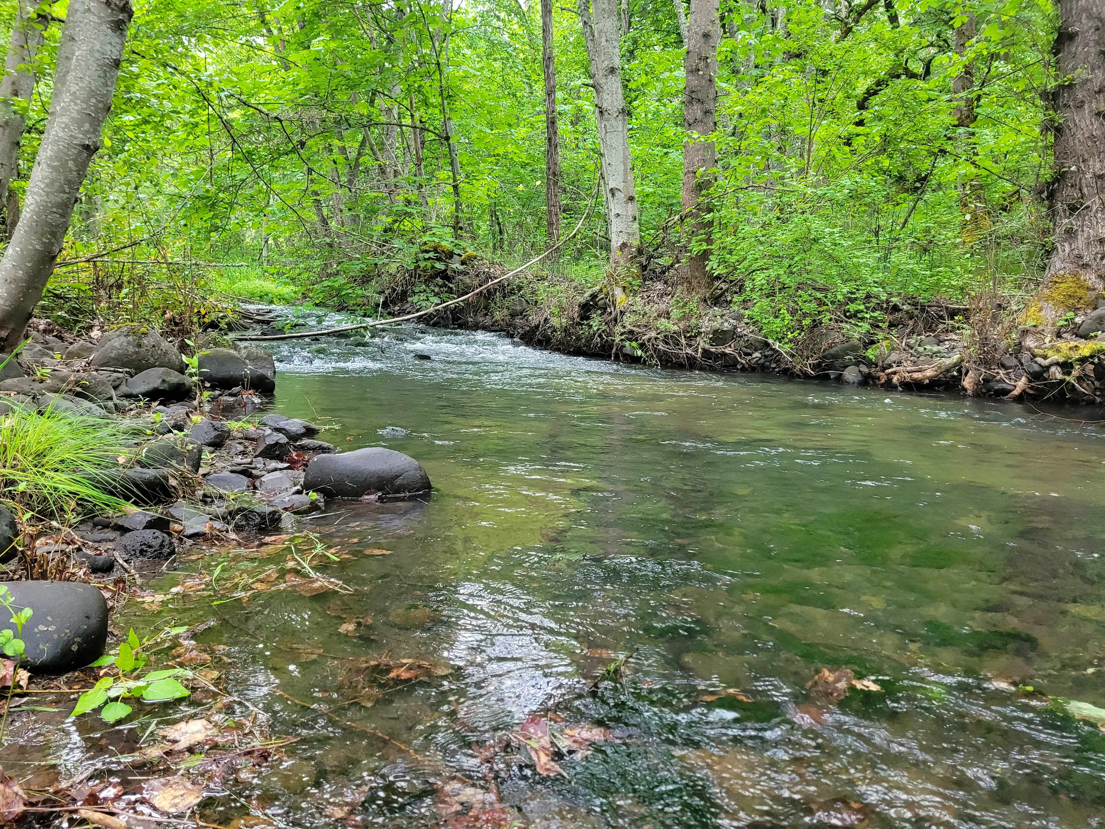 Mosier creek csmp