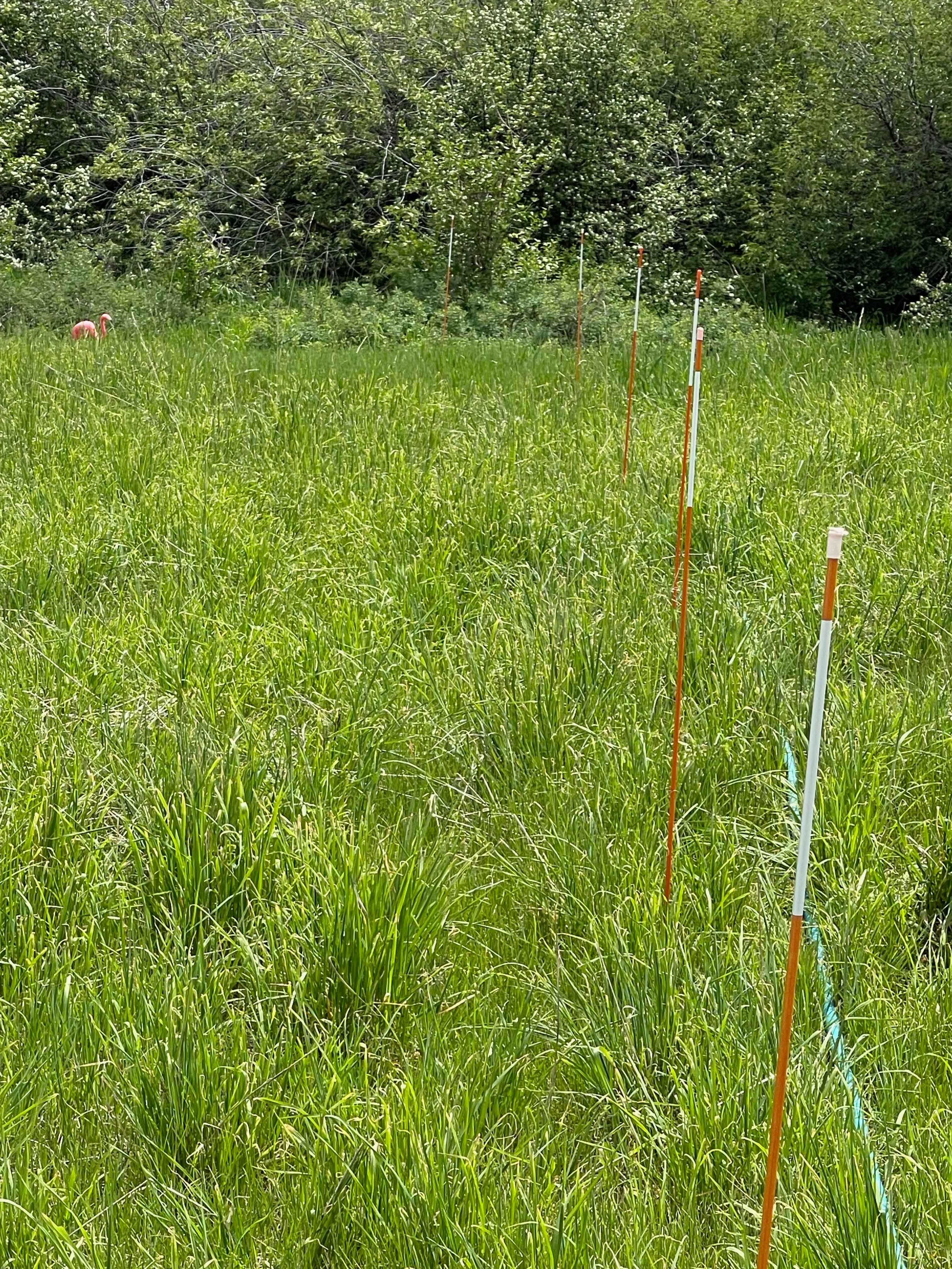 The orange stakes define where the hose is, please don't drive near them.
