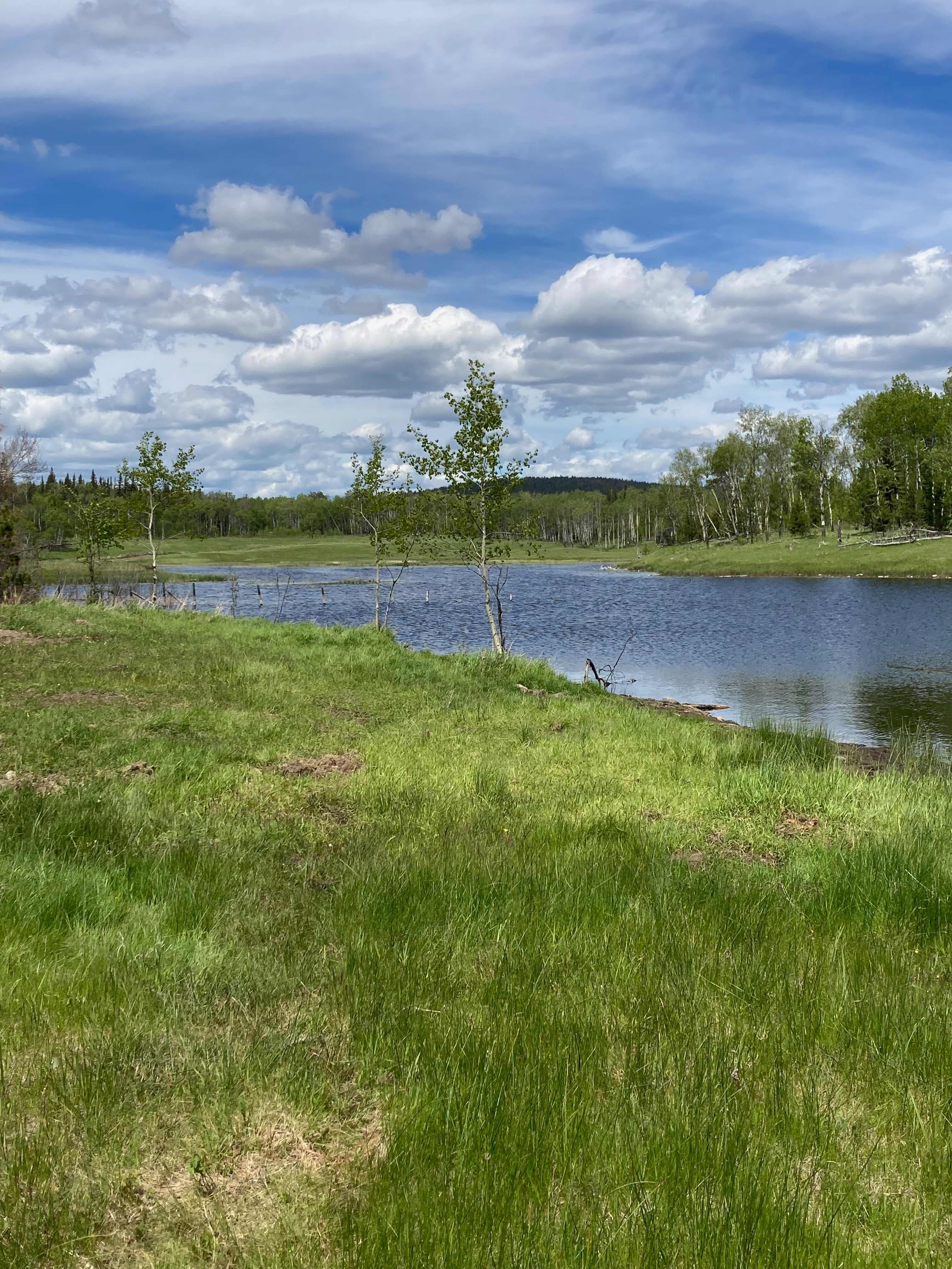 View of  pond coming off of Little Horse Lake.