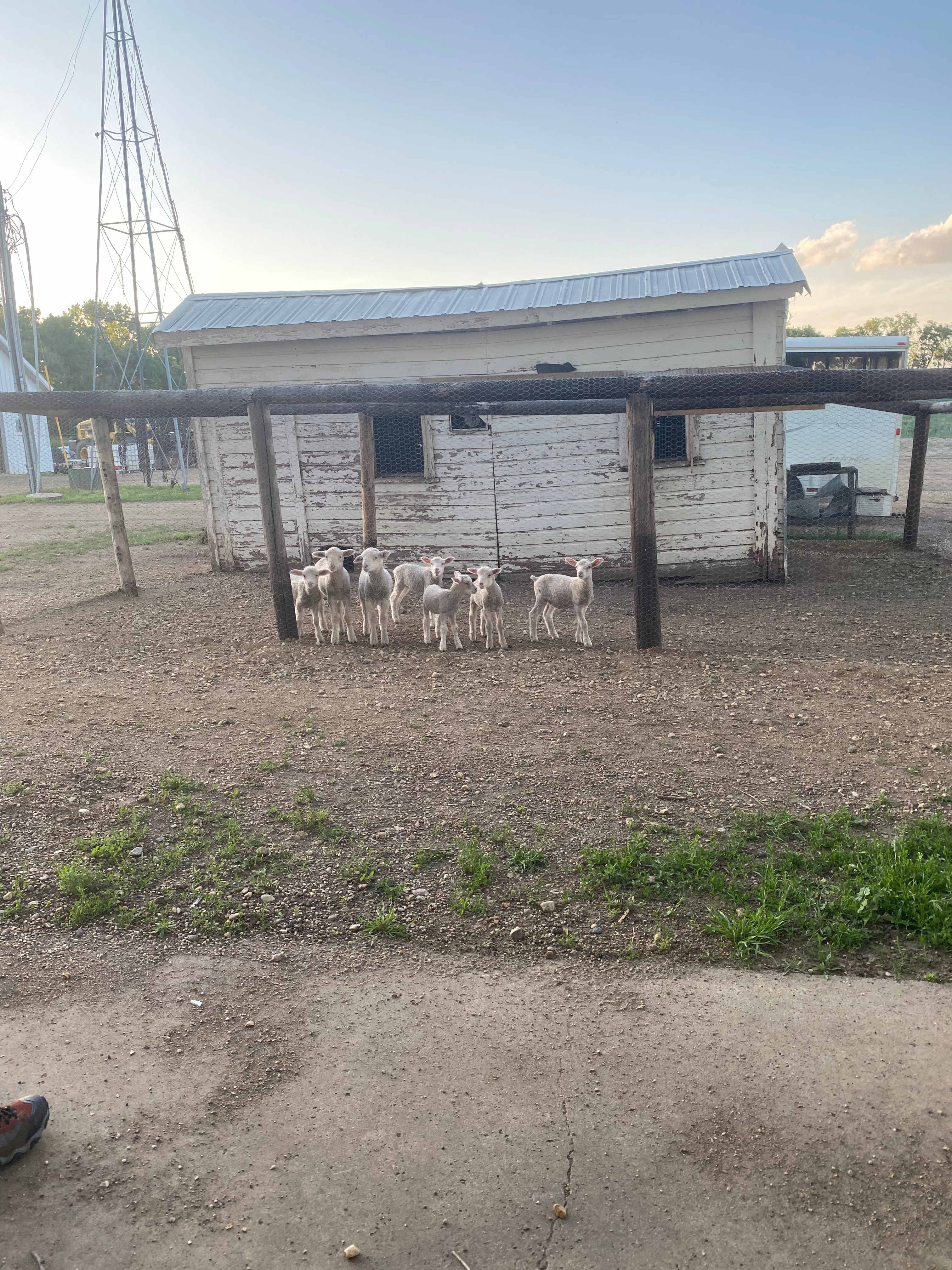 Super cute bottle lambs