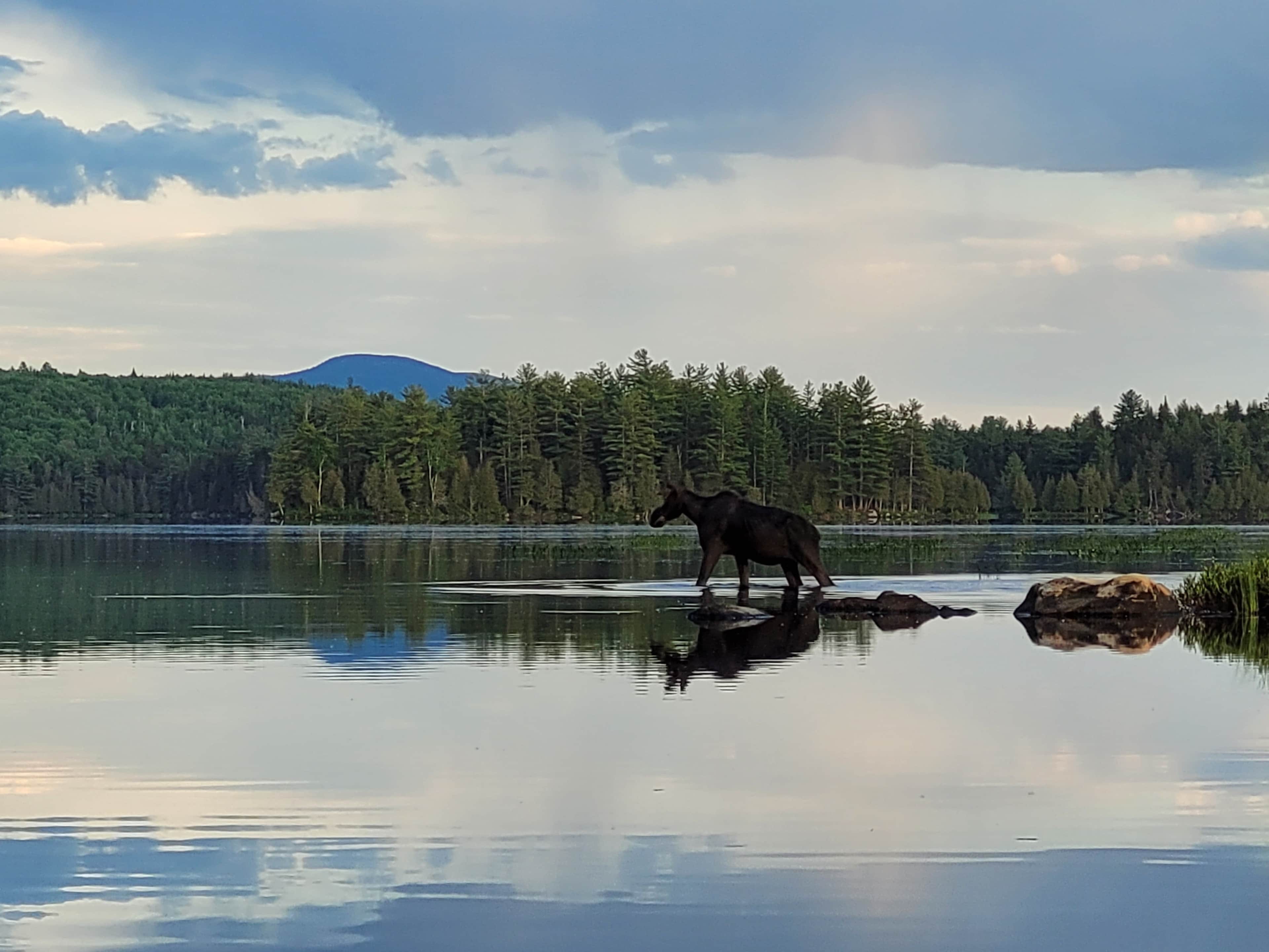 Saw a moose crossing the pond while canoeing