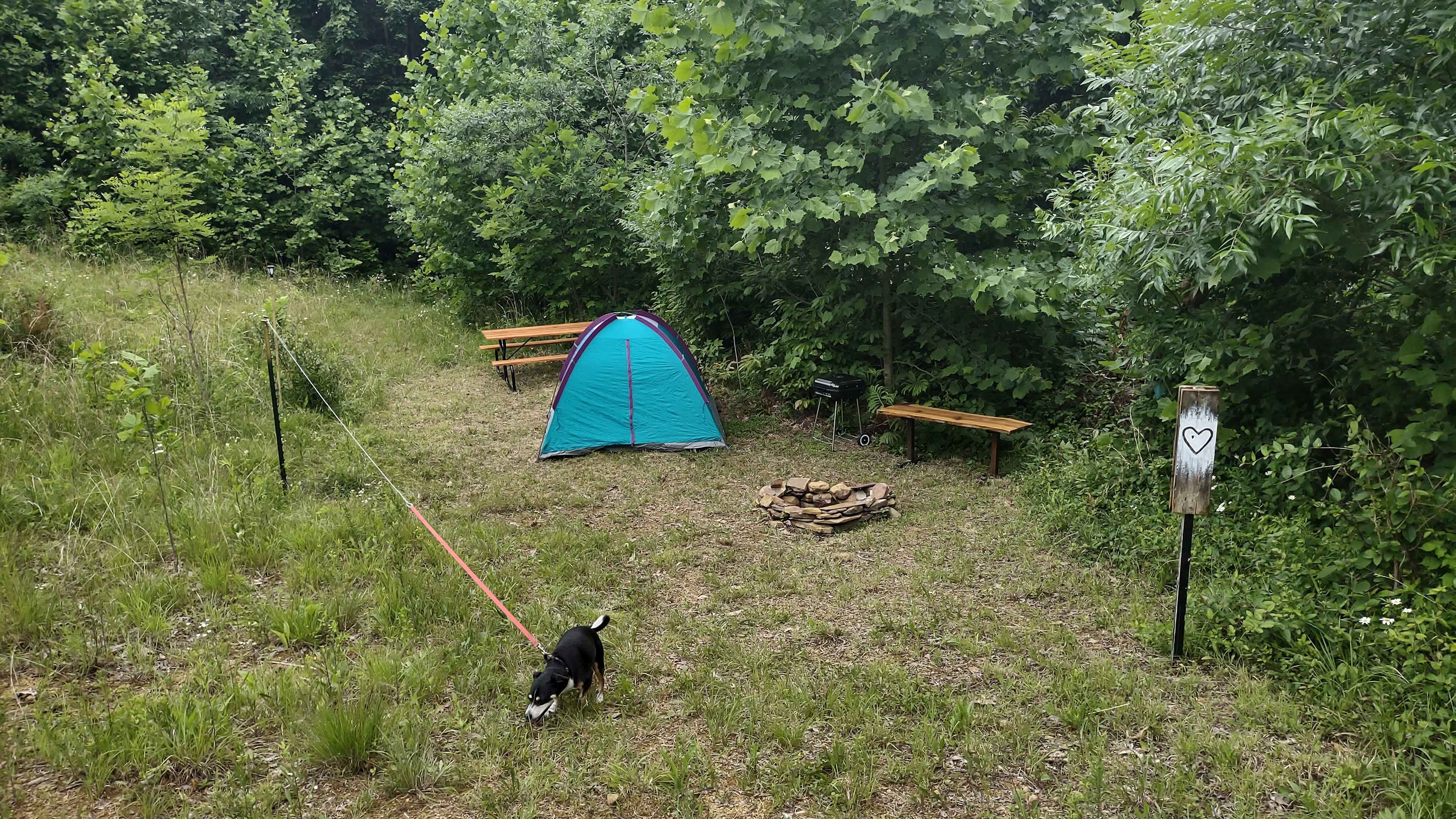 Picture of the site