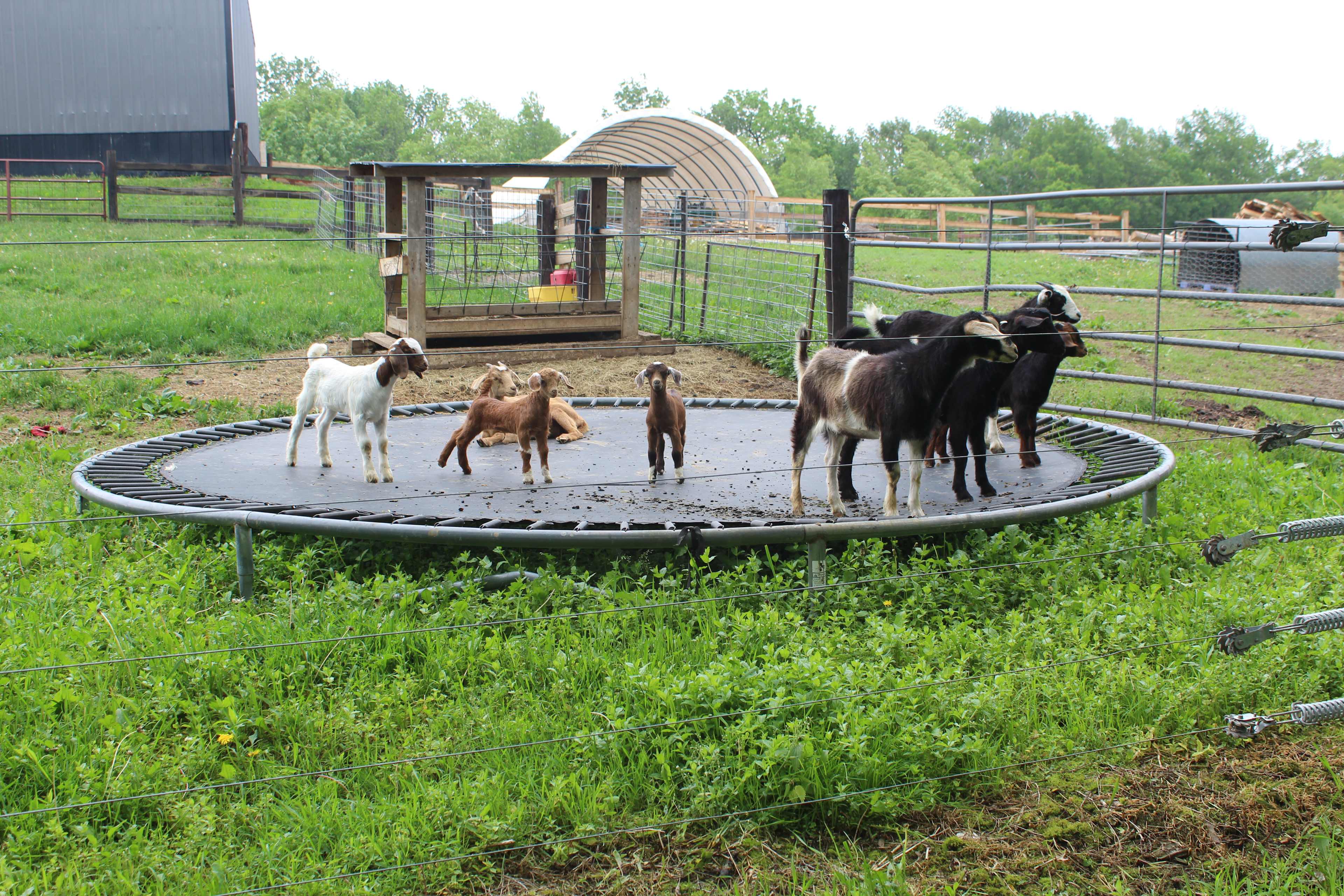Gossman Goat Ranch
