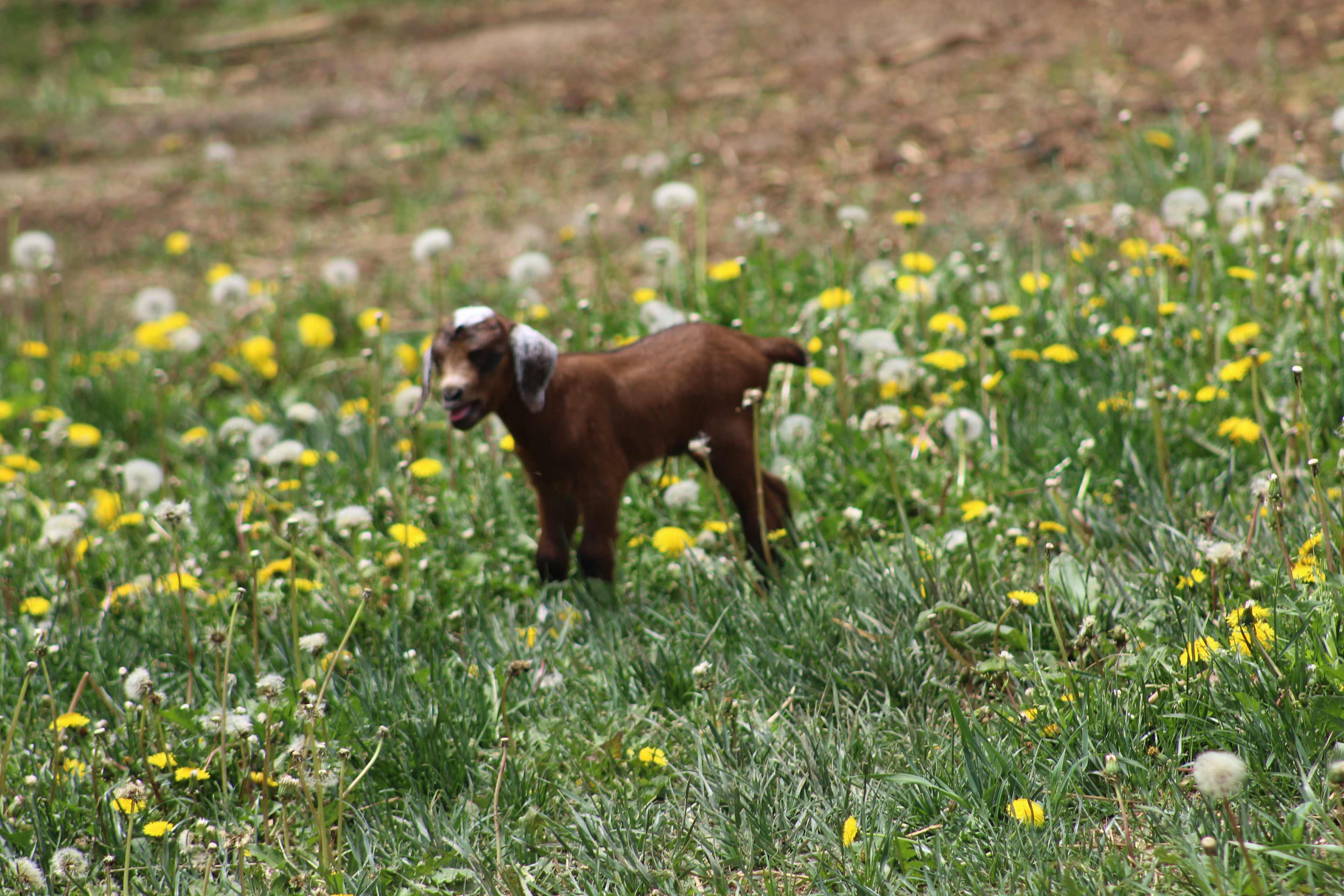 Gossman Goat Ranch