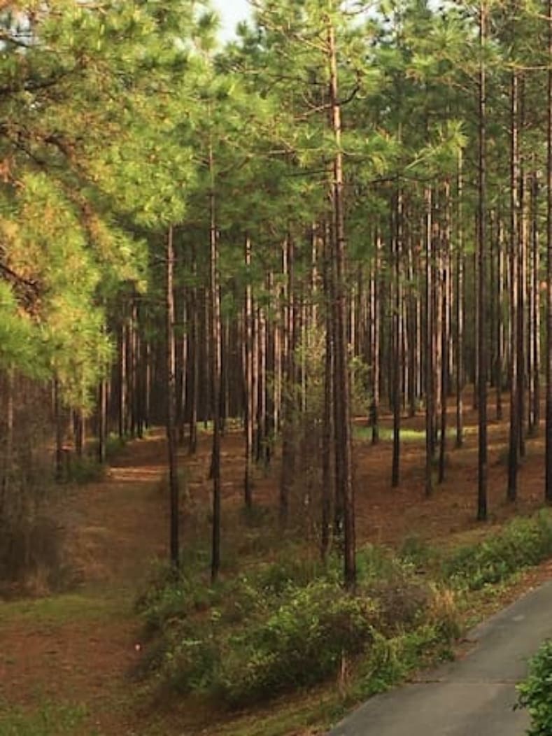 Our hills are covered with Longleaf Pines