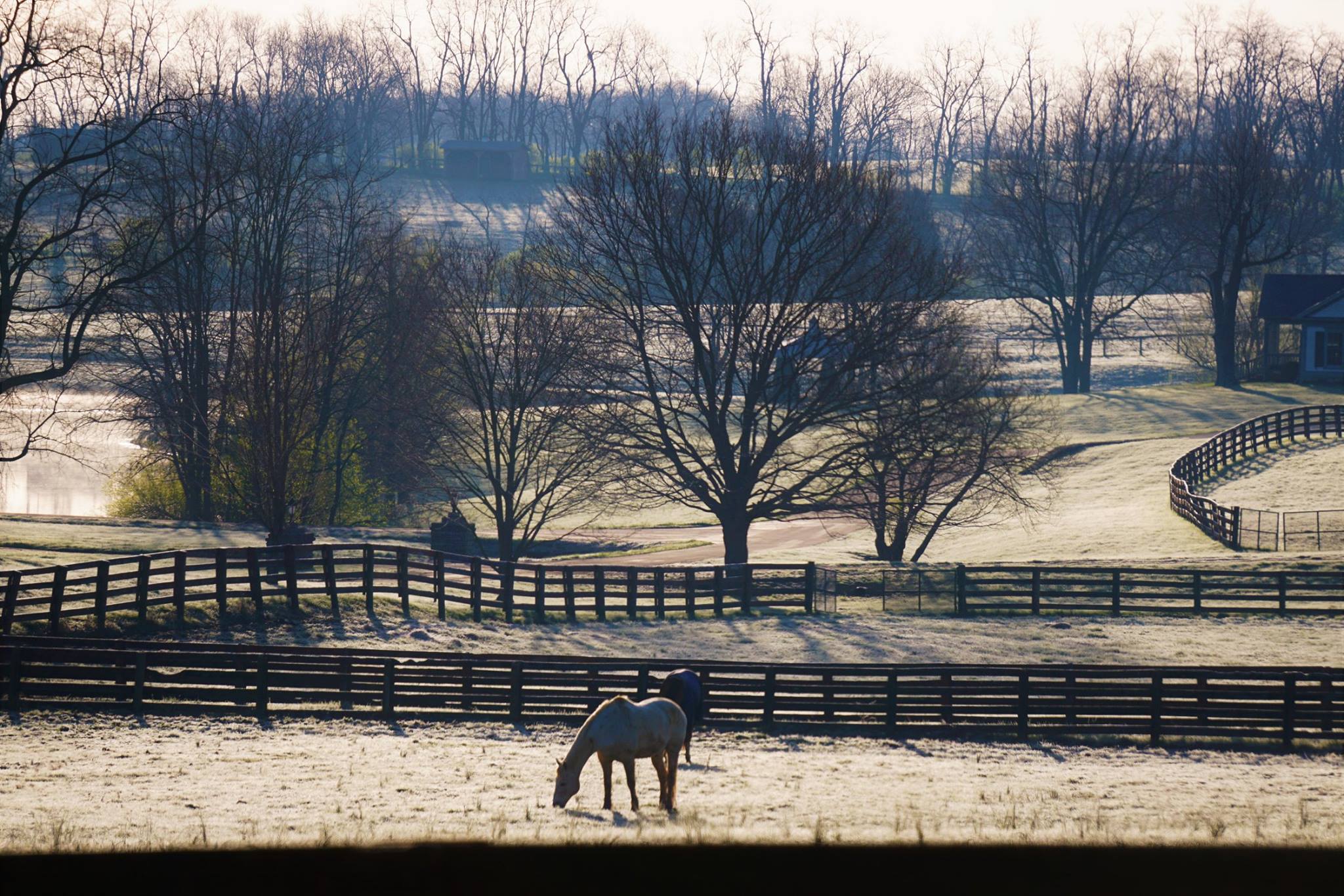 Queenslake - Classic KY Horse Farm