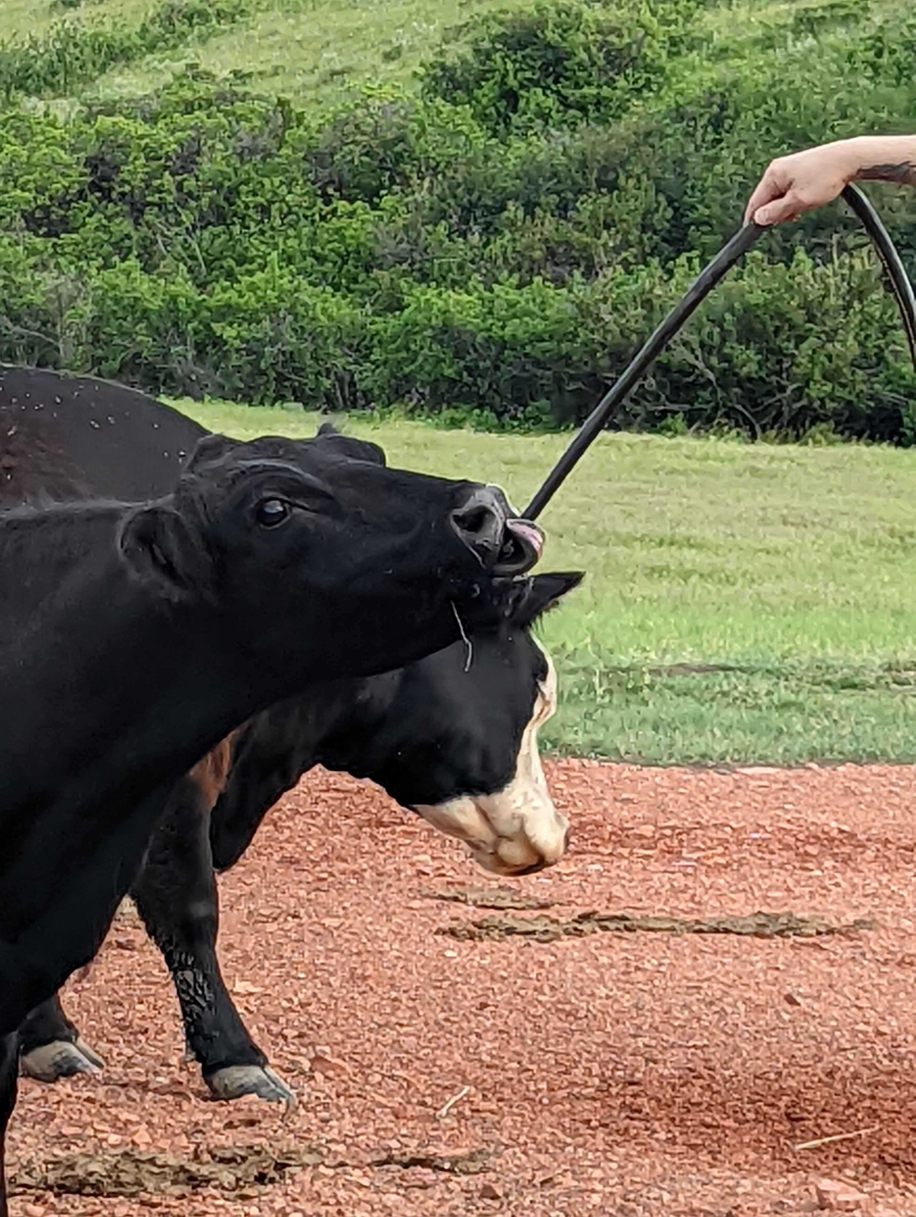 Brackettry Ranch