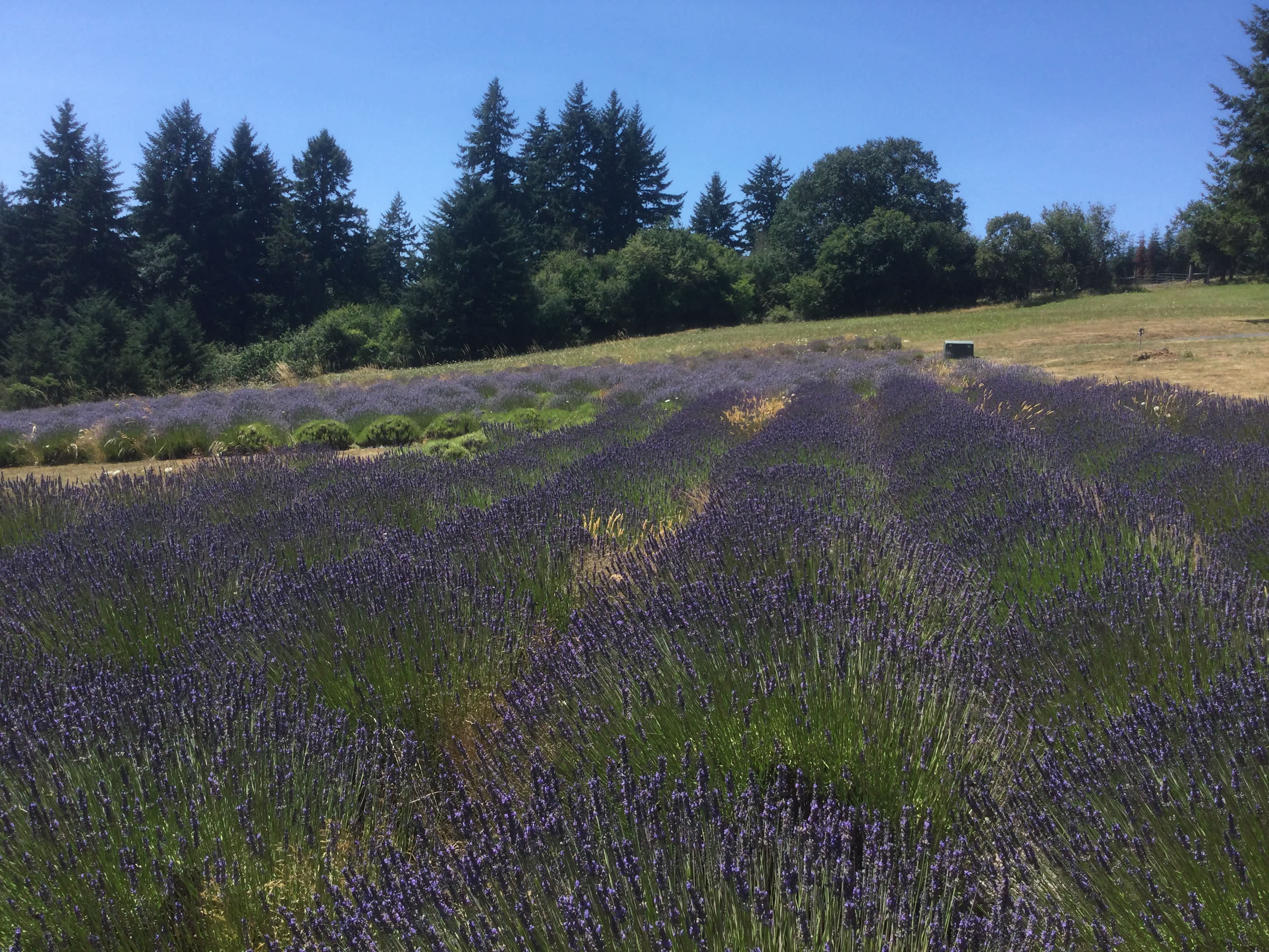 Lavender Farm