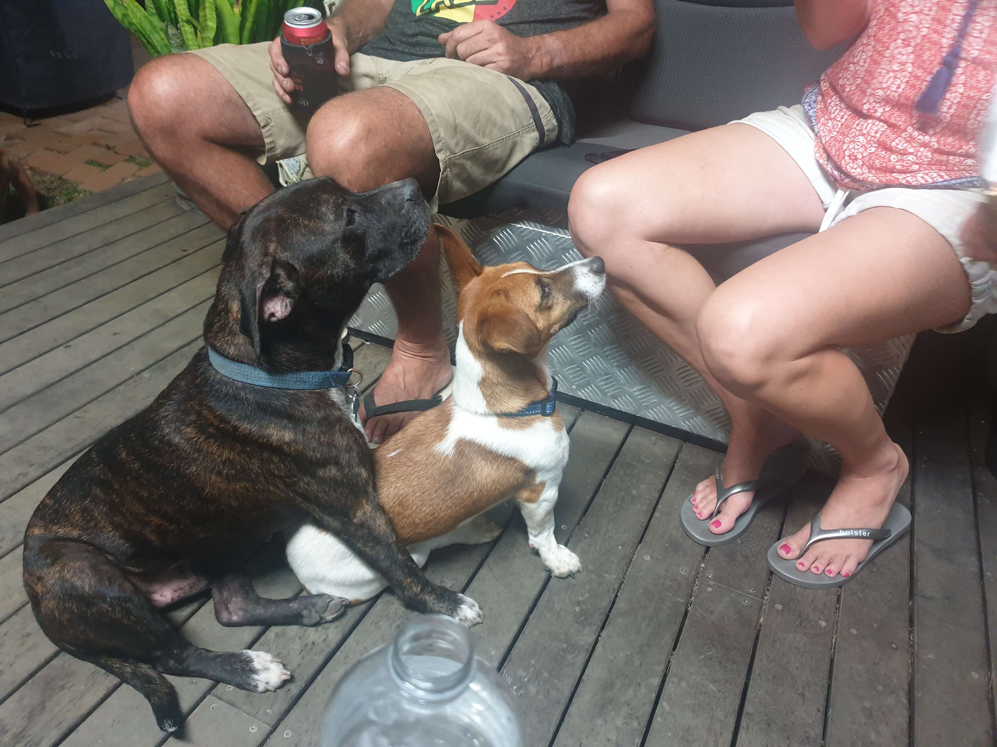 Our boys, Alfie & Louie