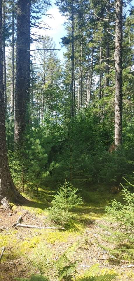 Back woods