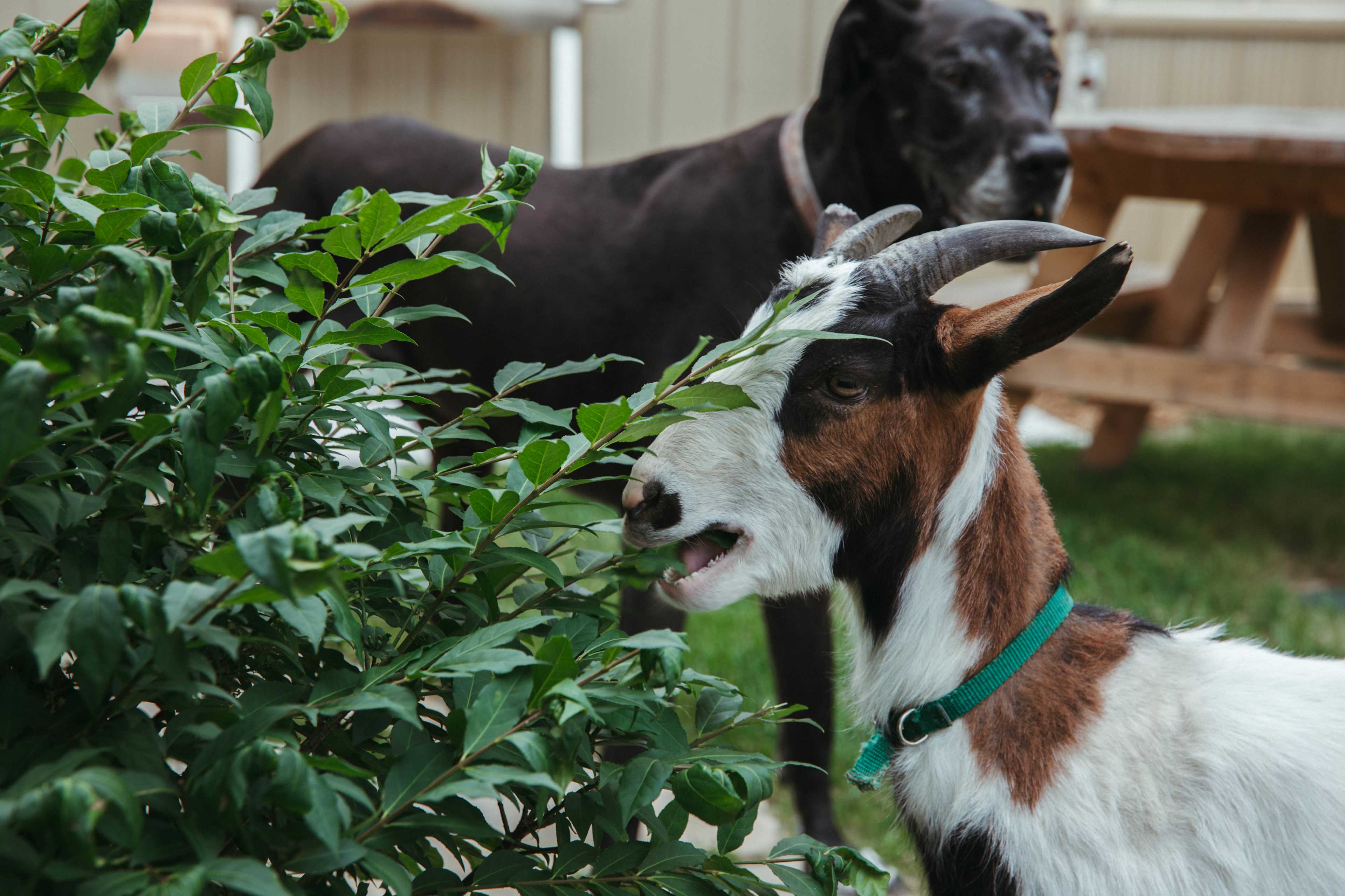 Goats, dogs, chickens, an animal lovers paradise.