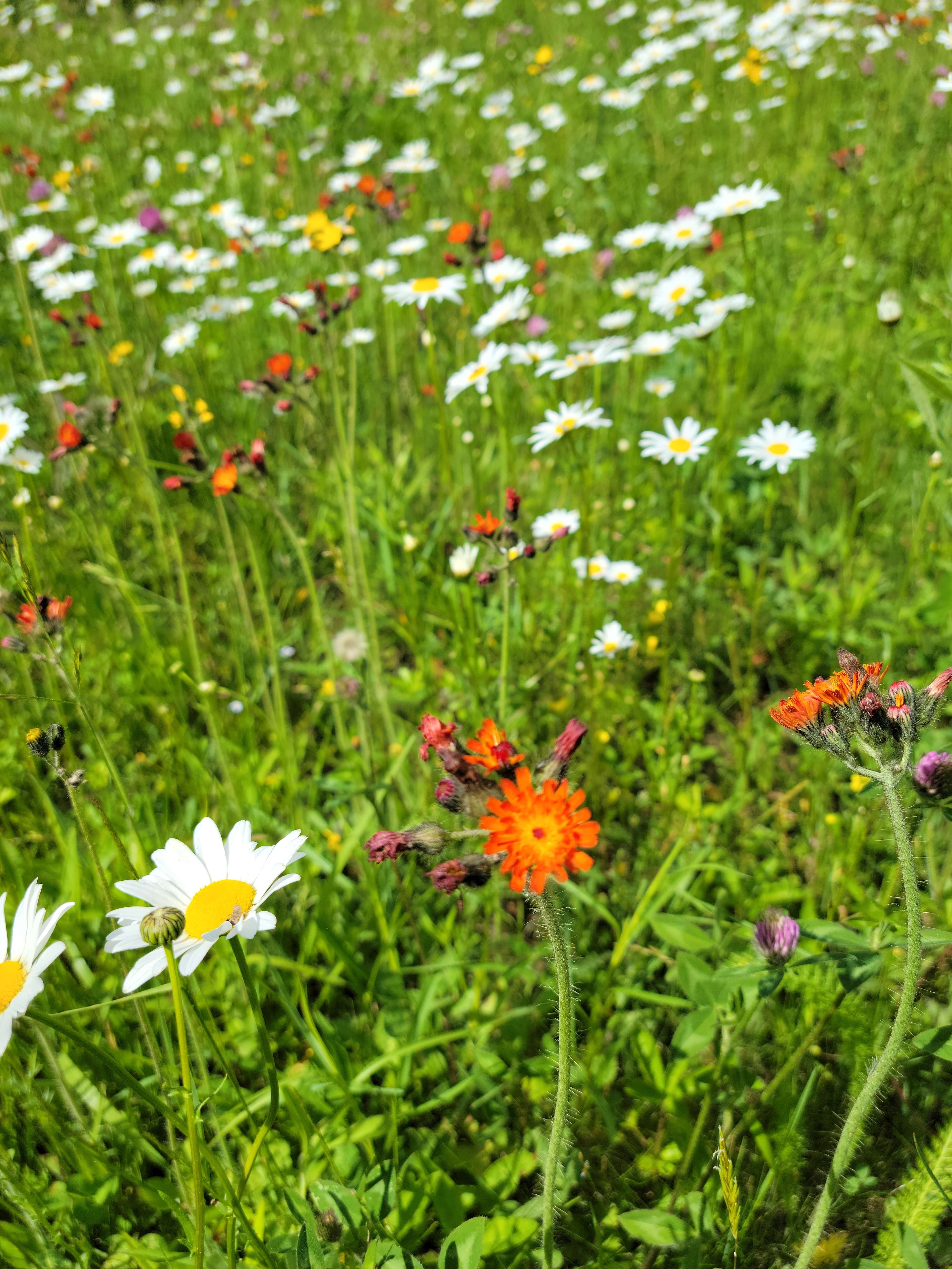 Wildflowers