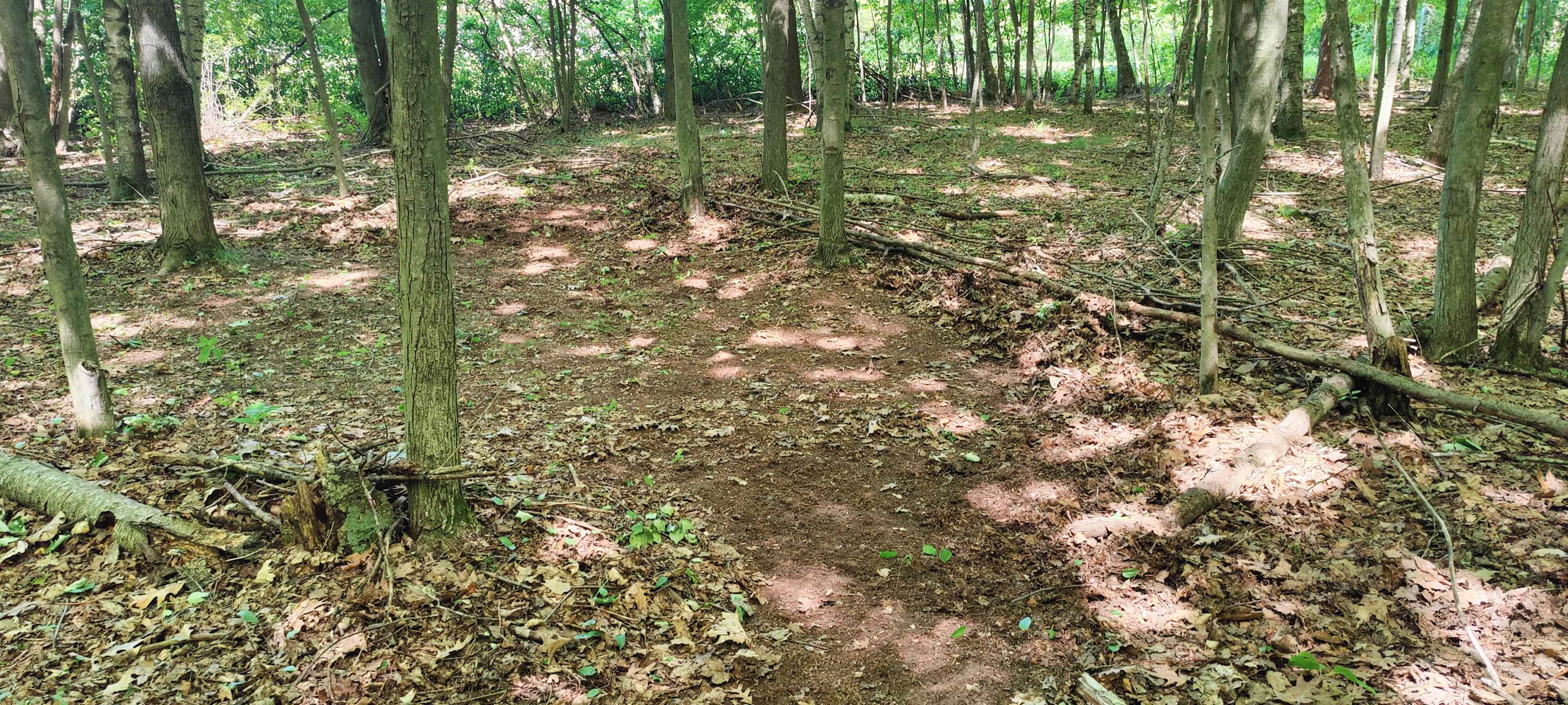Fröhlich Woods