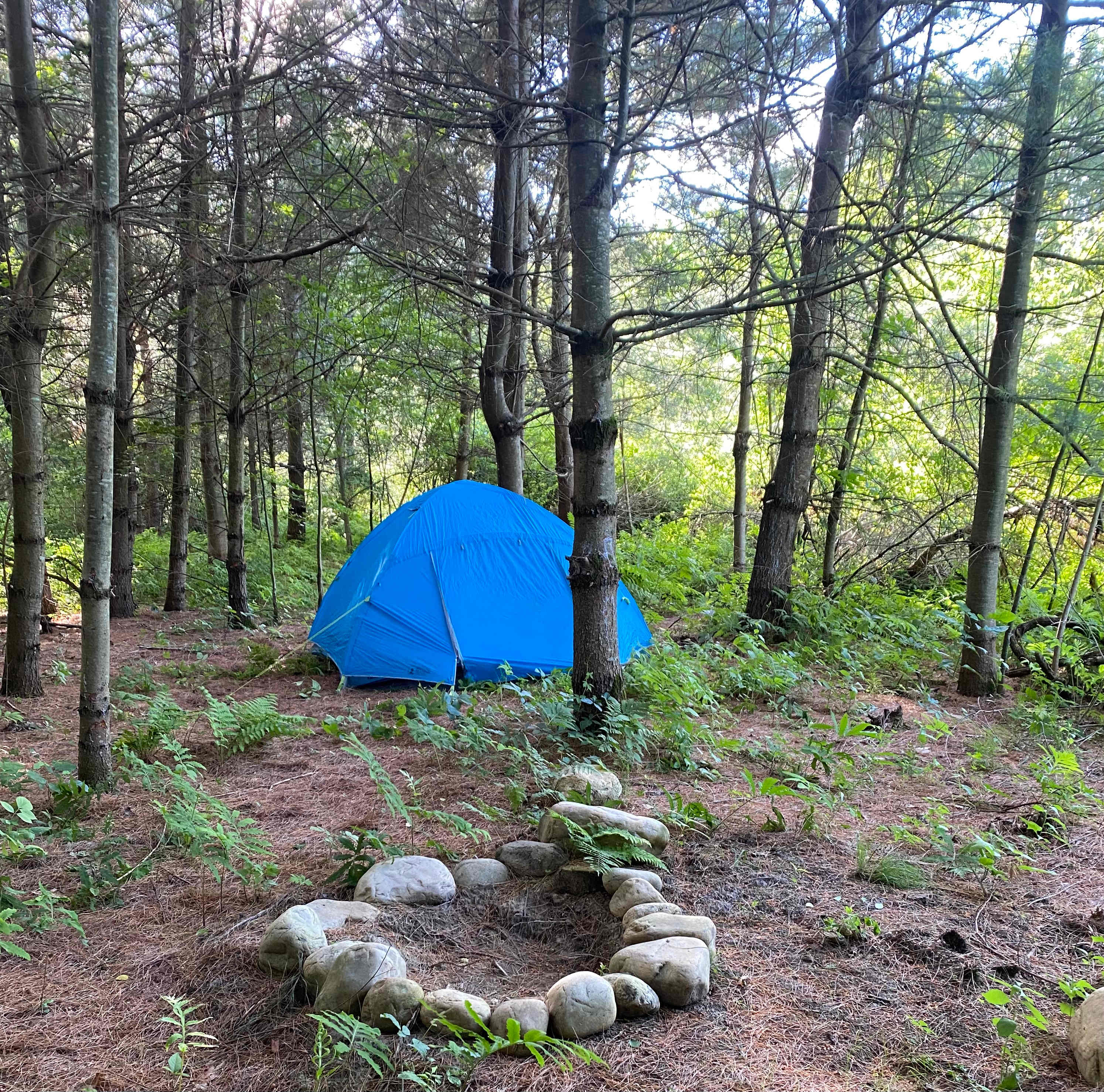 Picture of the site