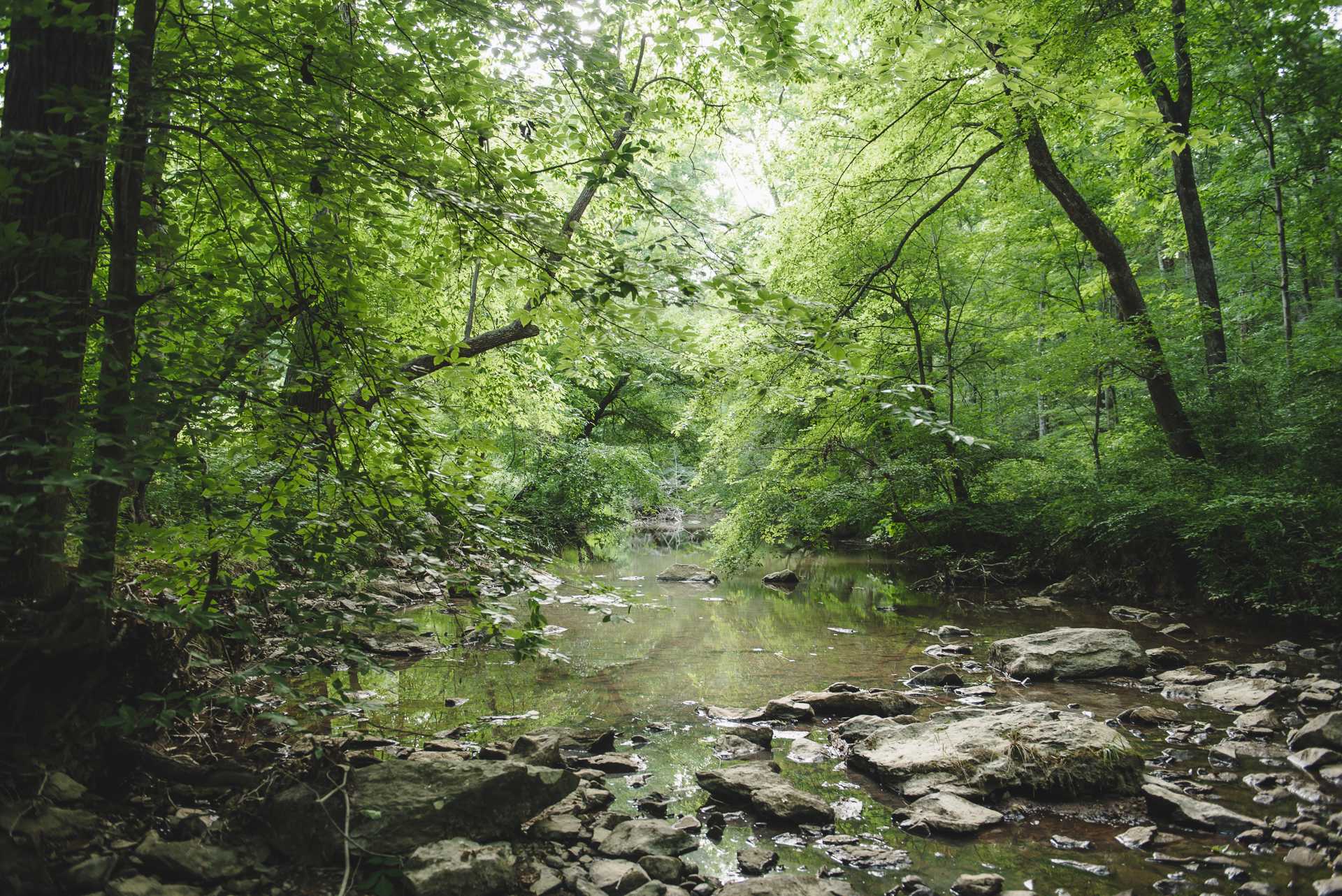 Rare, Watershed Forest - Piedmont