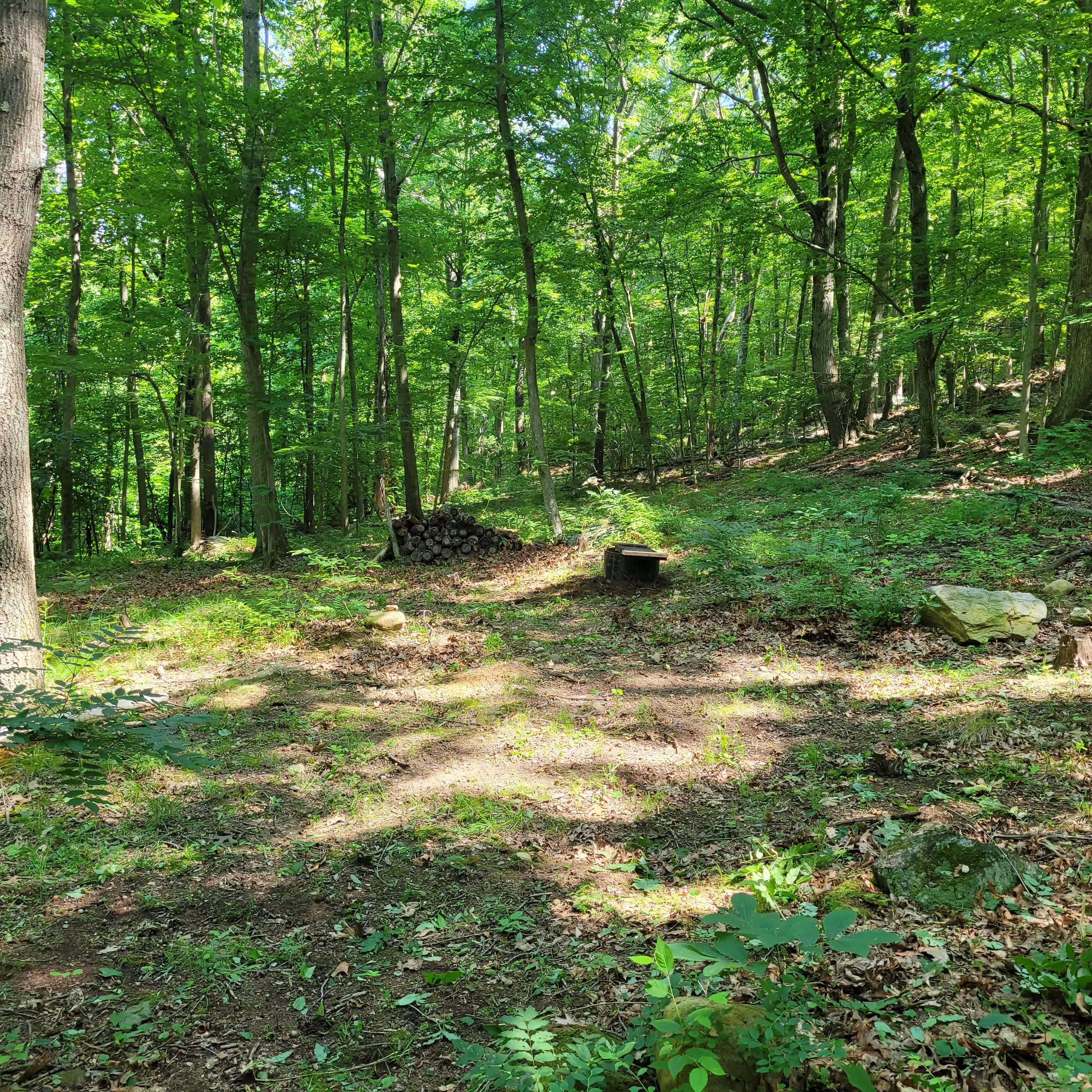 Picture of the site