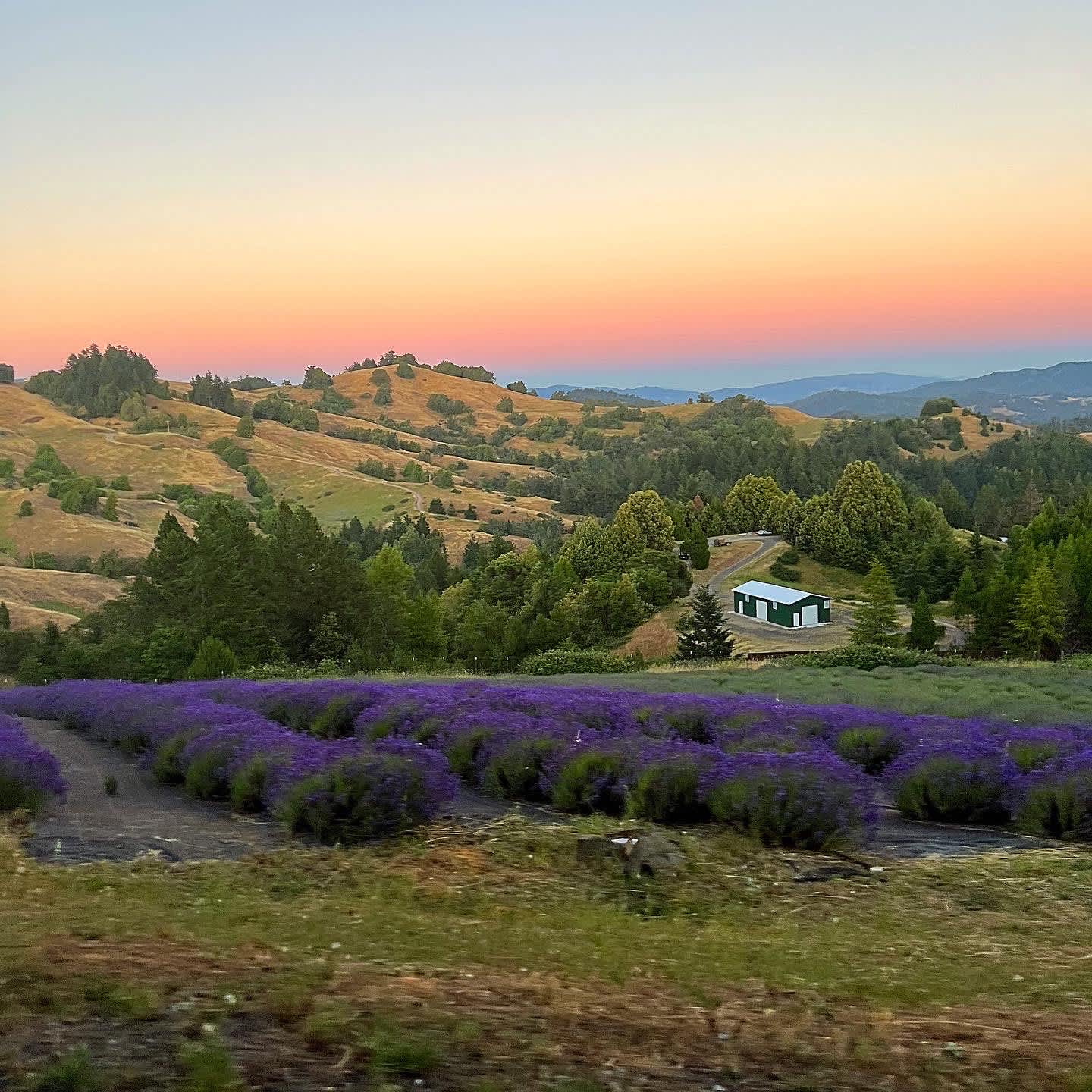 Running Springs Ranch Lavender 💜
