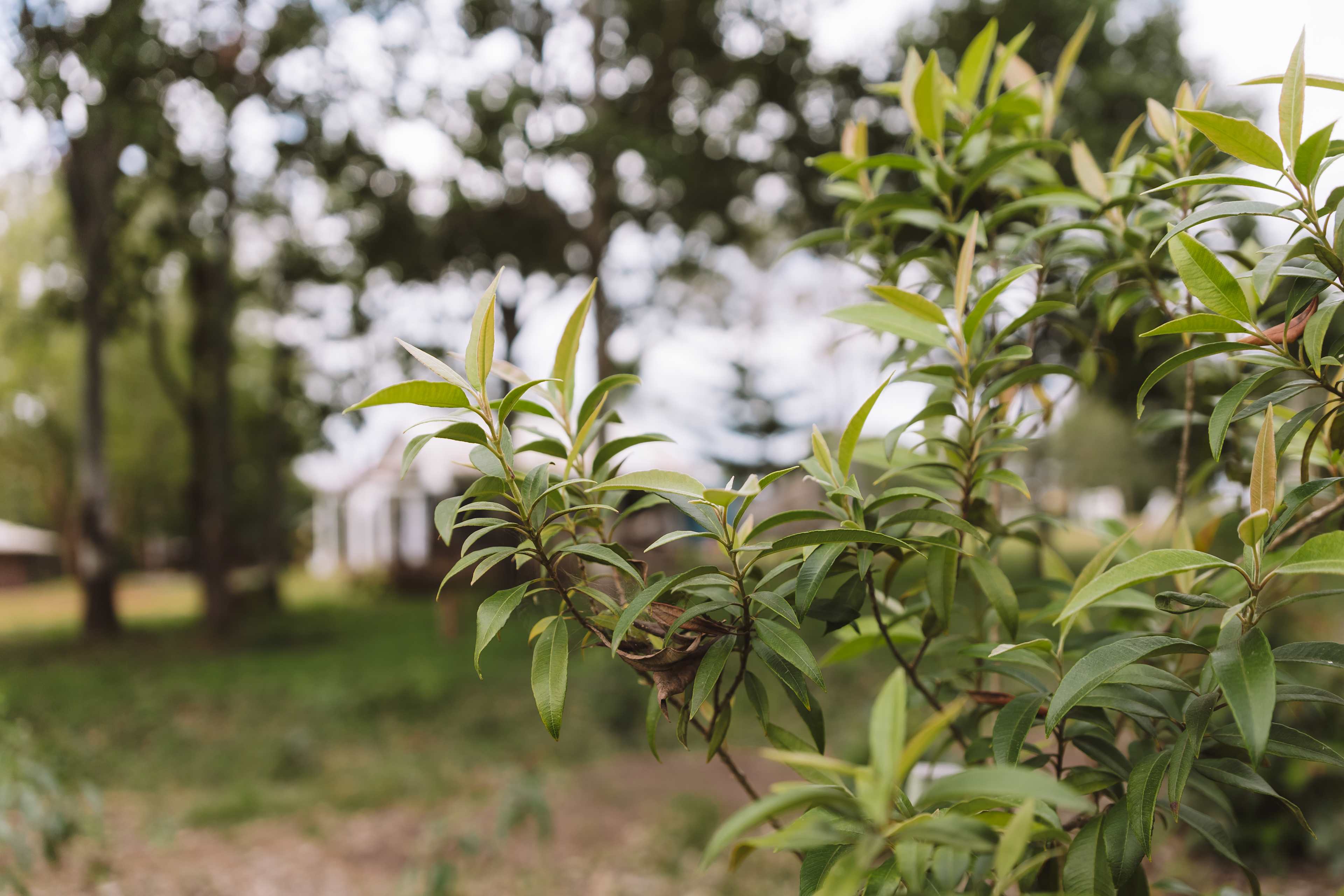Lemon myrtle