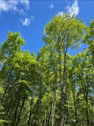 The Hemlock Hideaway