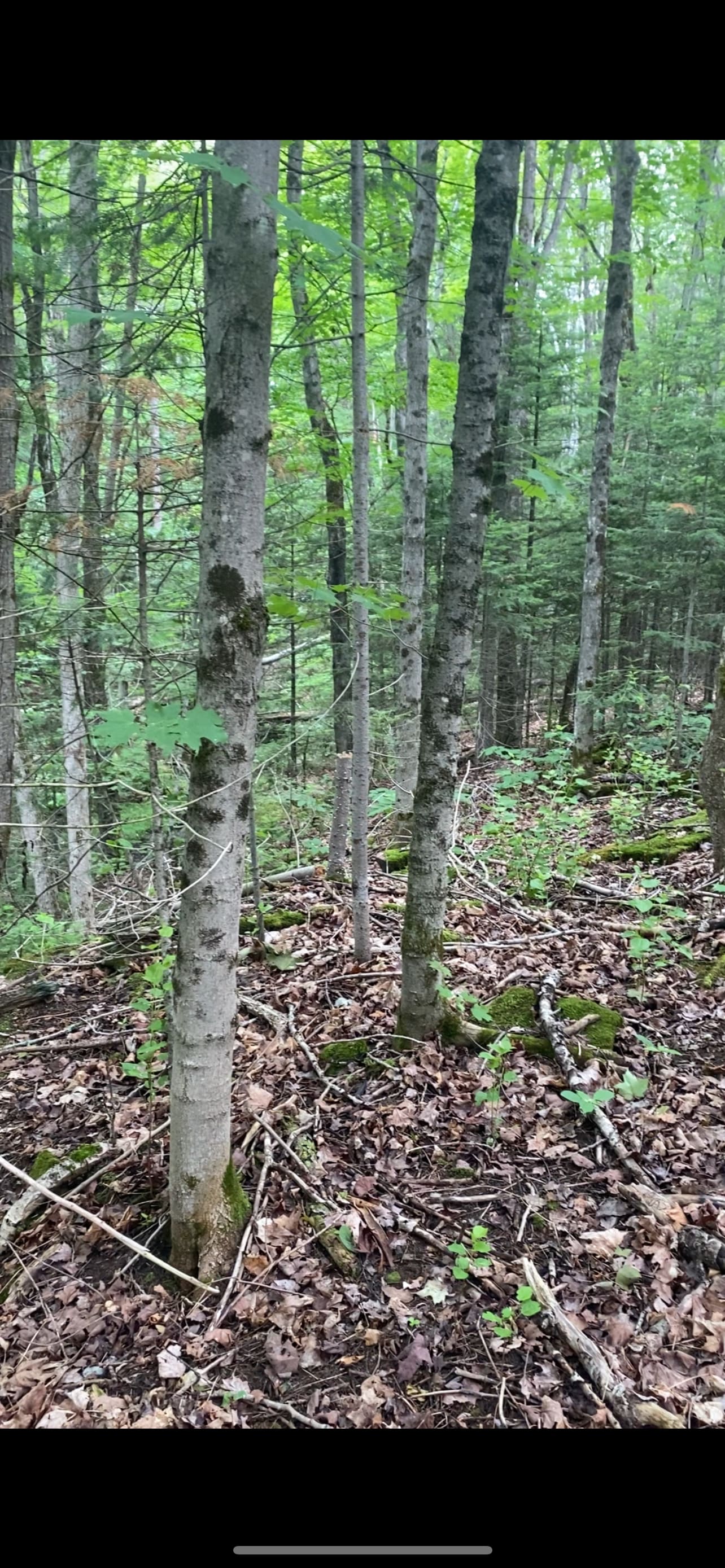 The Hemlock Hideaway