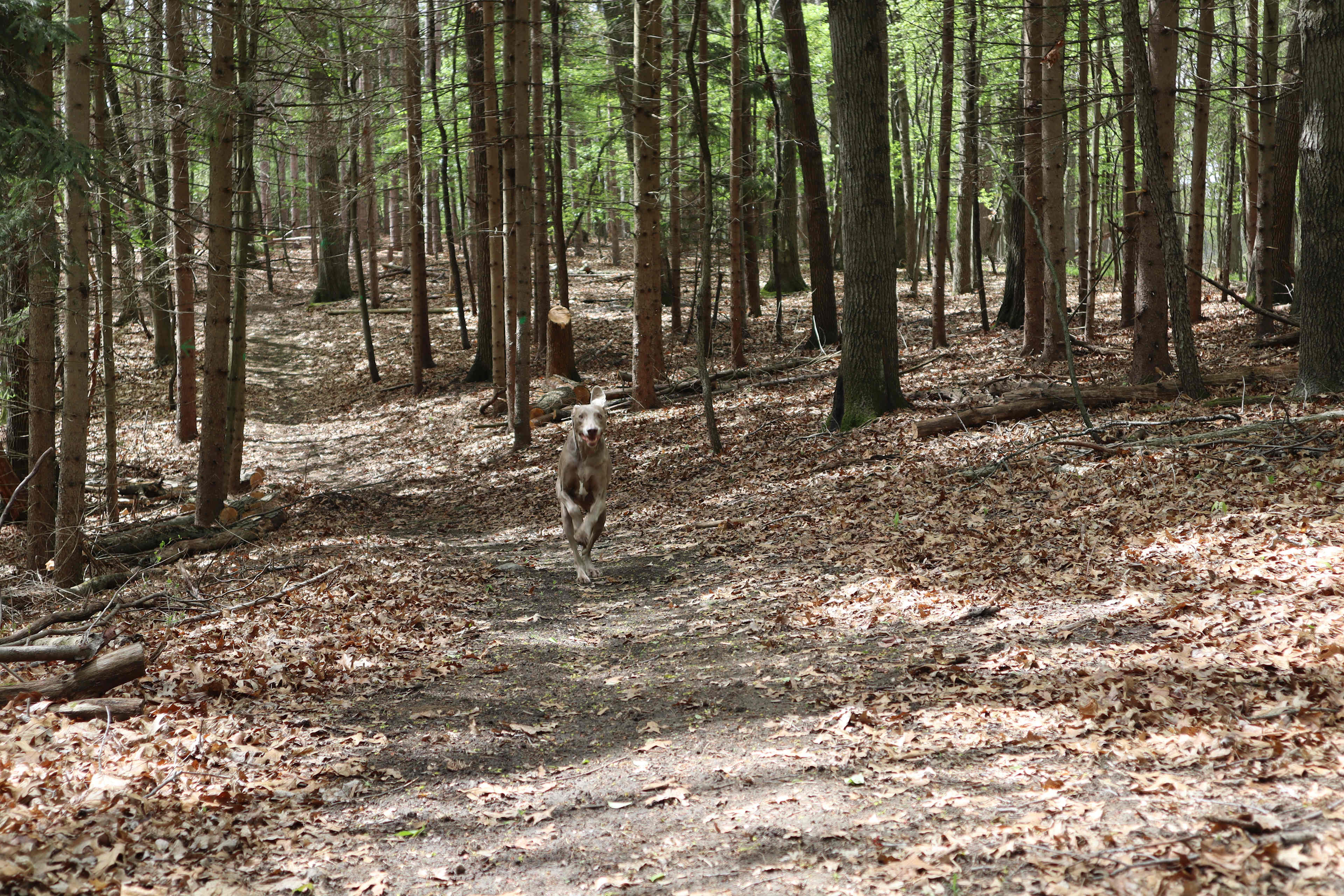 Mulligan's Valley in the Woods