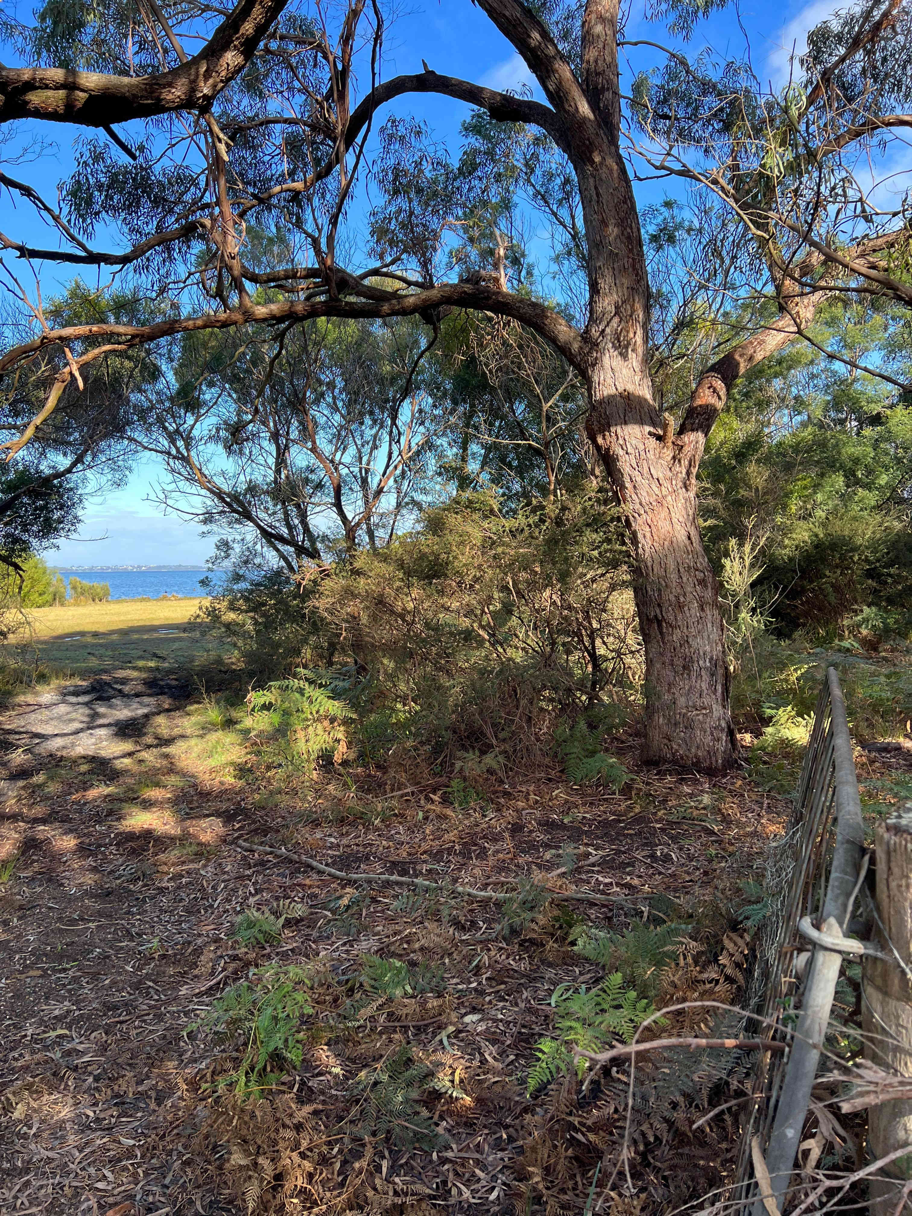 Shady native trees