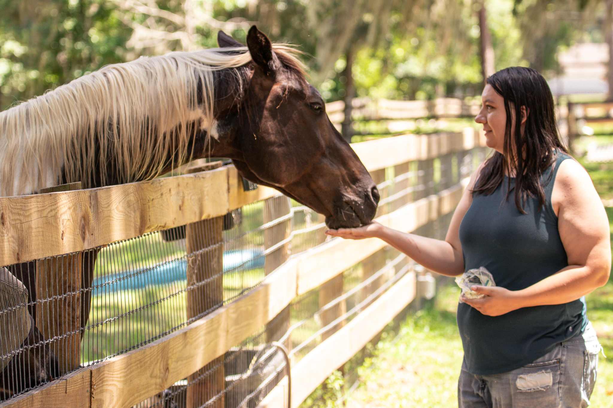 We were able to feed the horses and the donkey carrots during our visit.