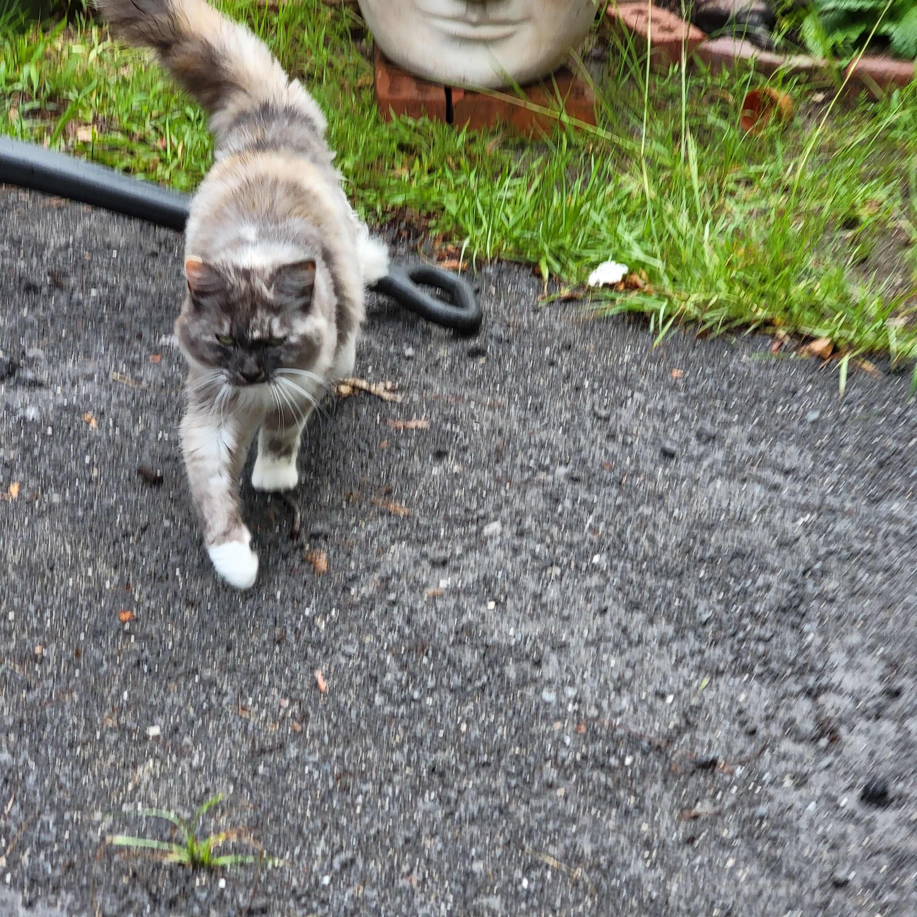 Our Stevie, the protector of the land and car greeter