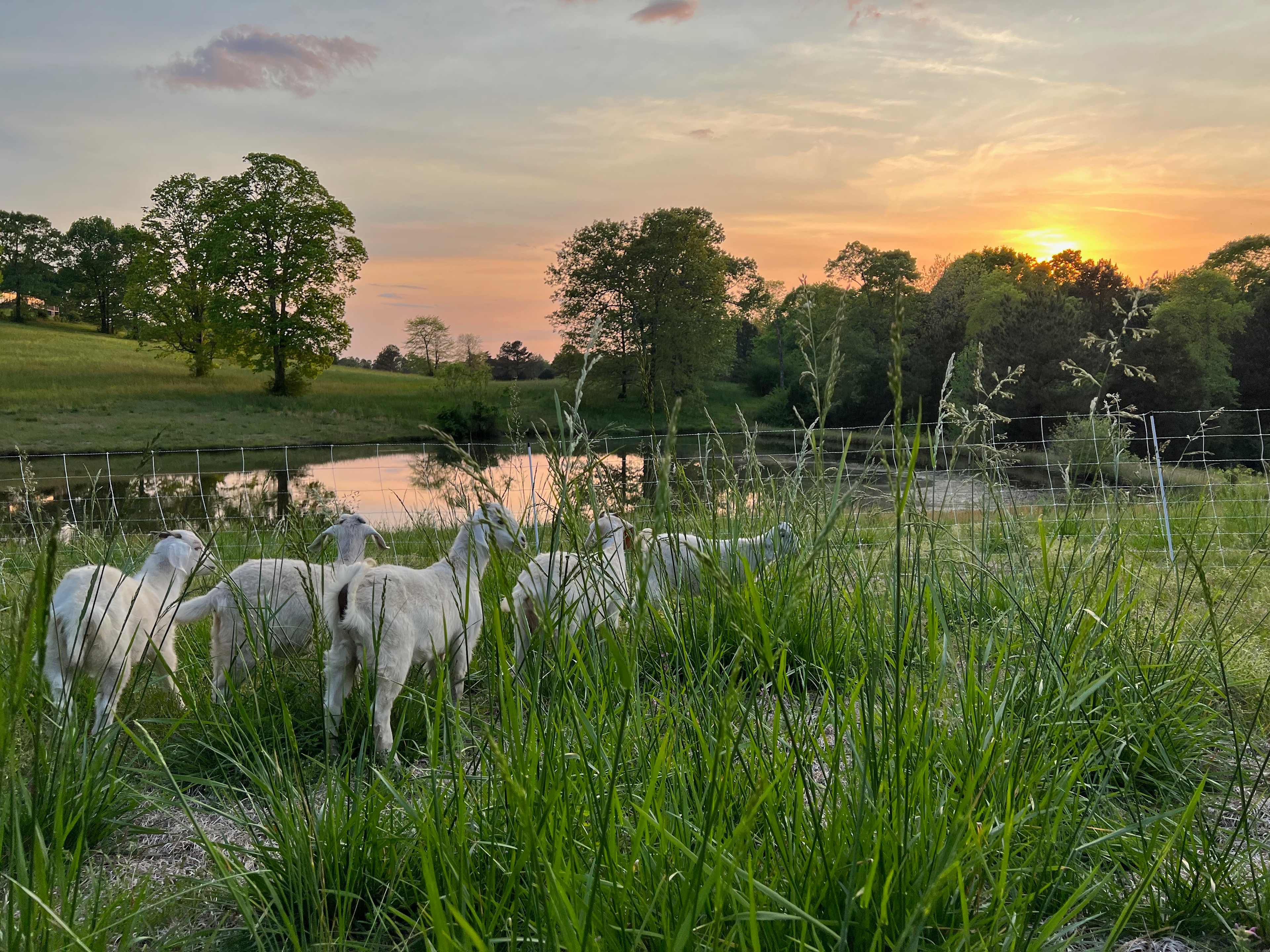 A view from the farm