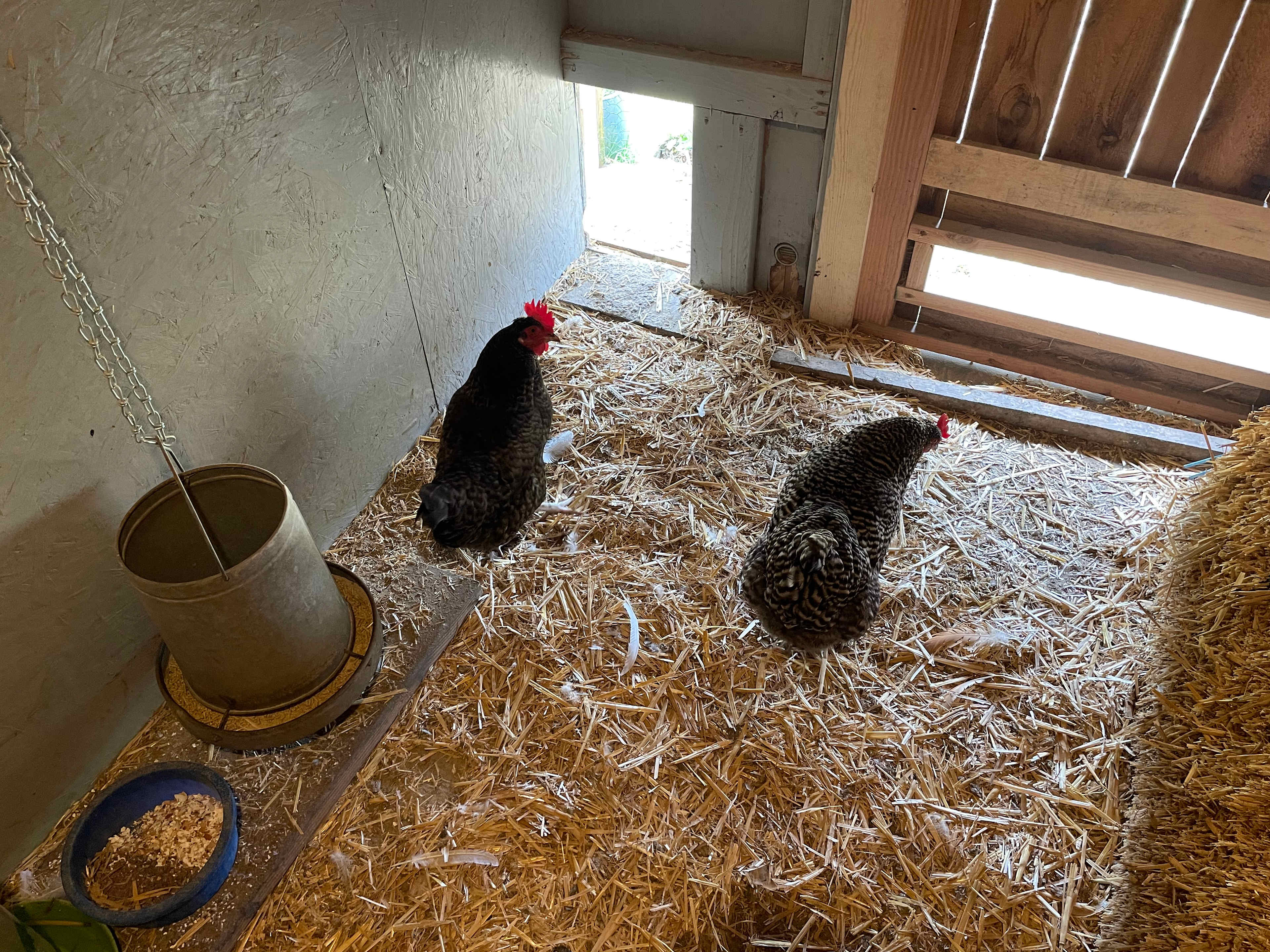 They can get in and out all day and most days when we are home and there aren't hawks about we let them free range in the yard. Be careful when driving up the hill. We're got animals and kids running around everywhere.
