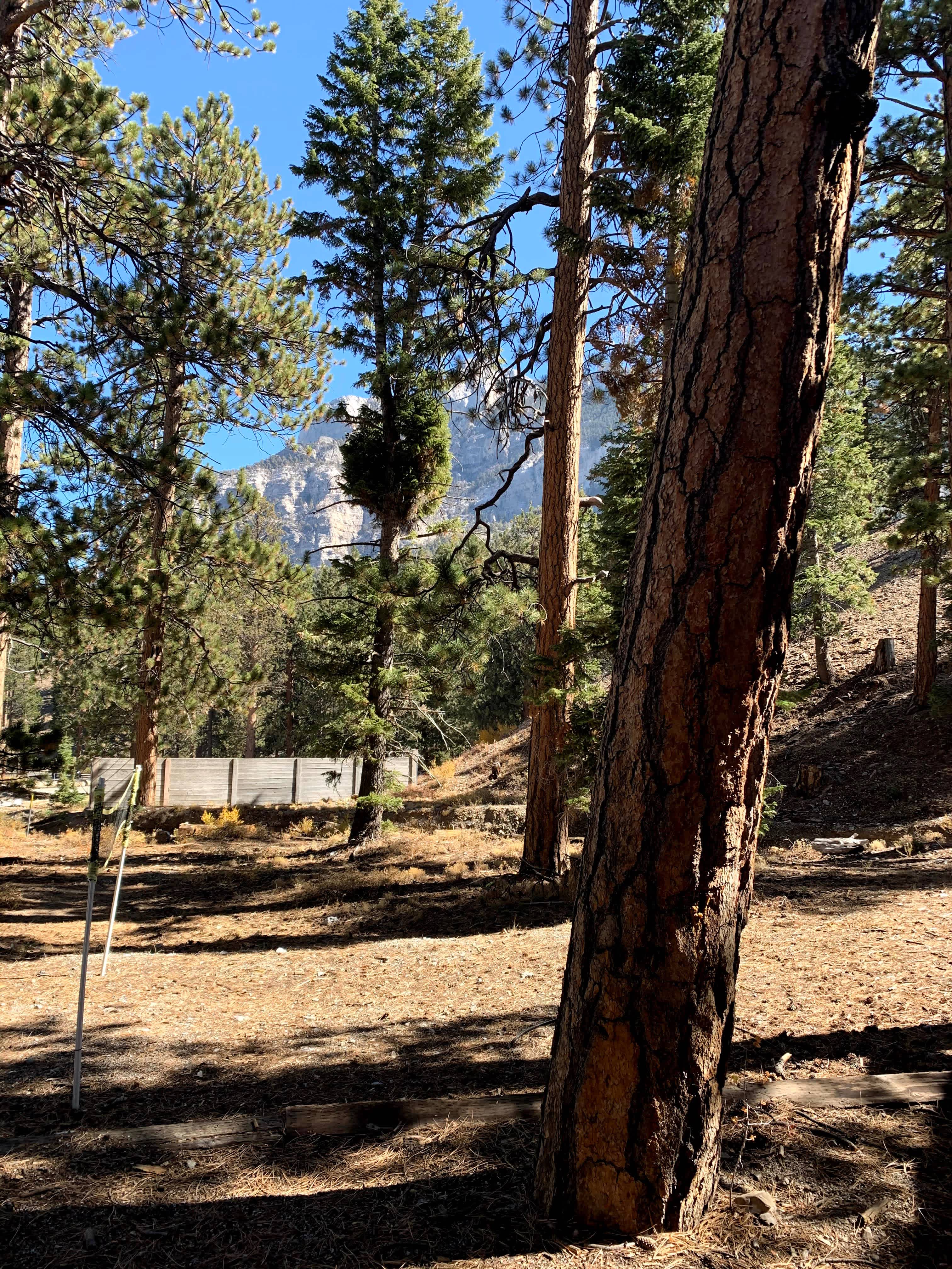 Lower bristlecone camp / rv / van