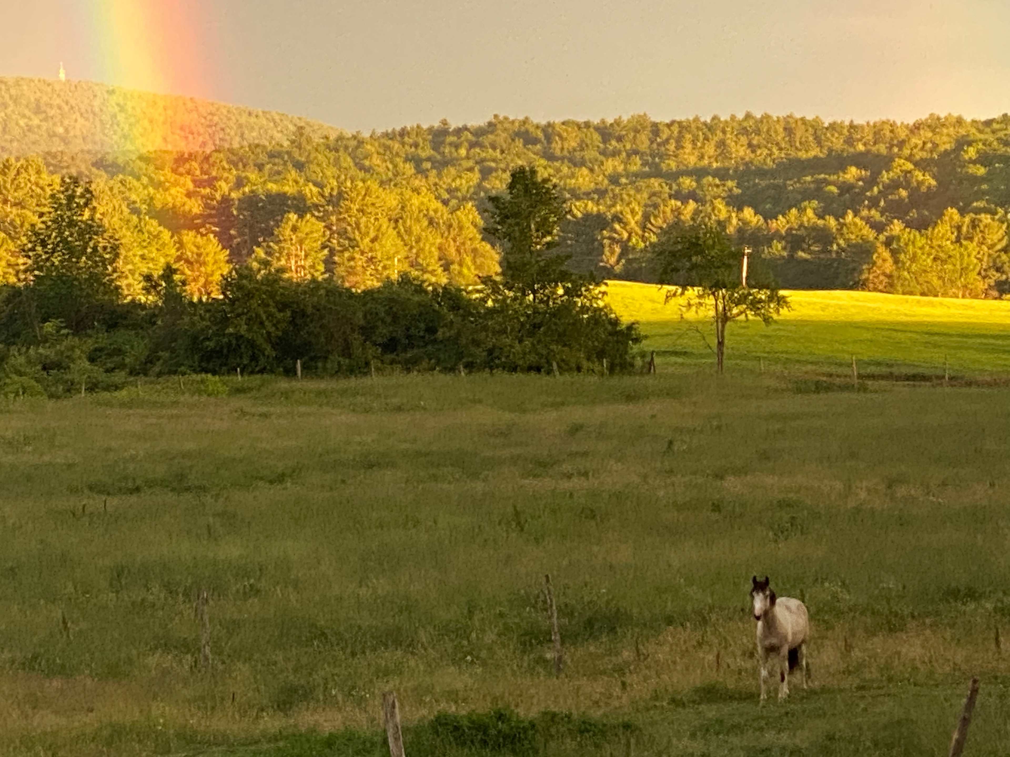 Meet Trapper, our daughter’s young horse.