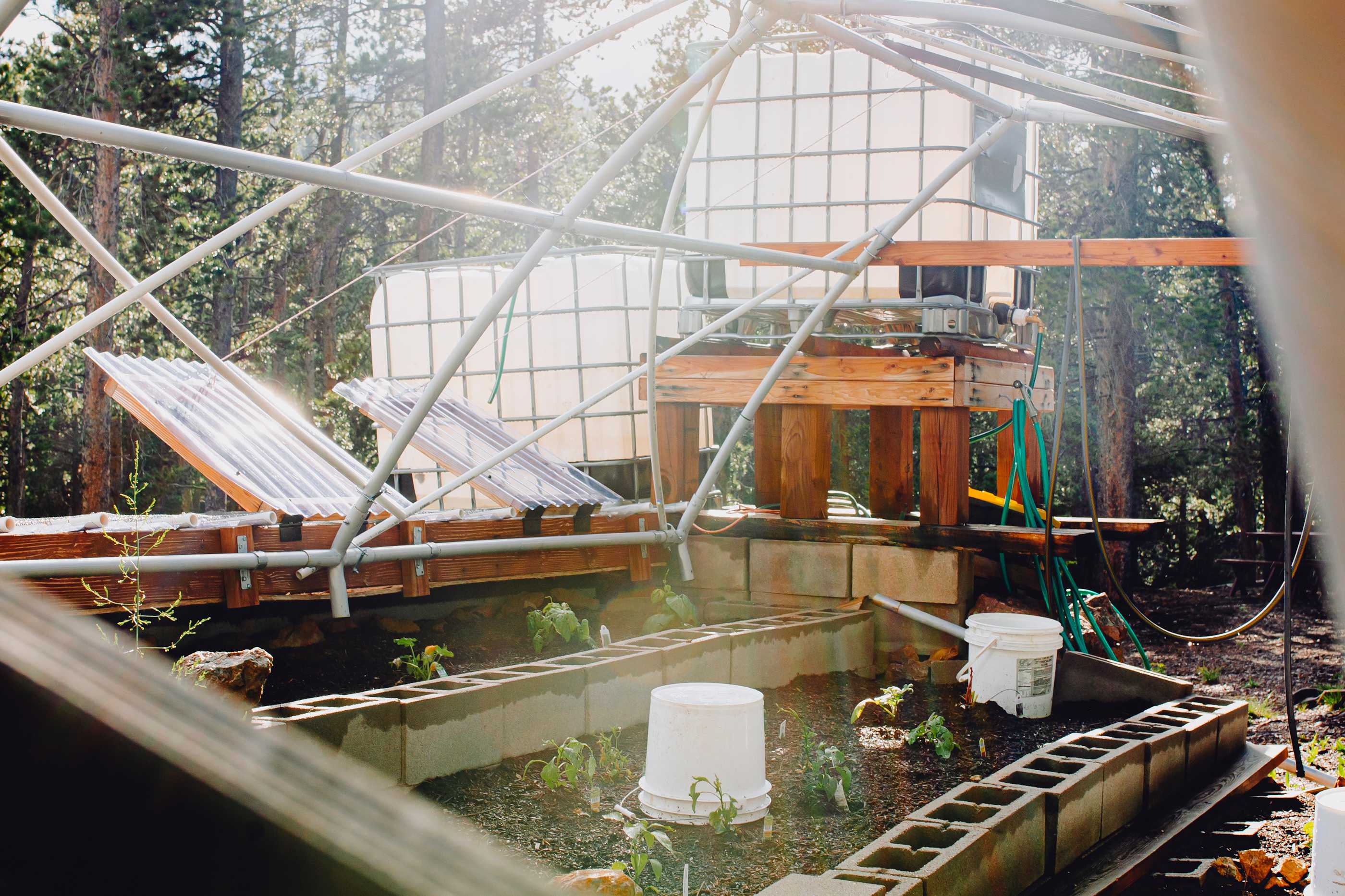 Outdoor plants 