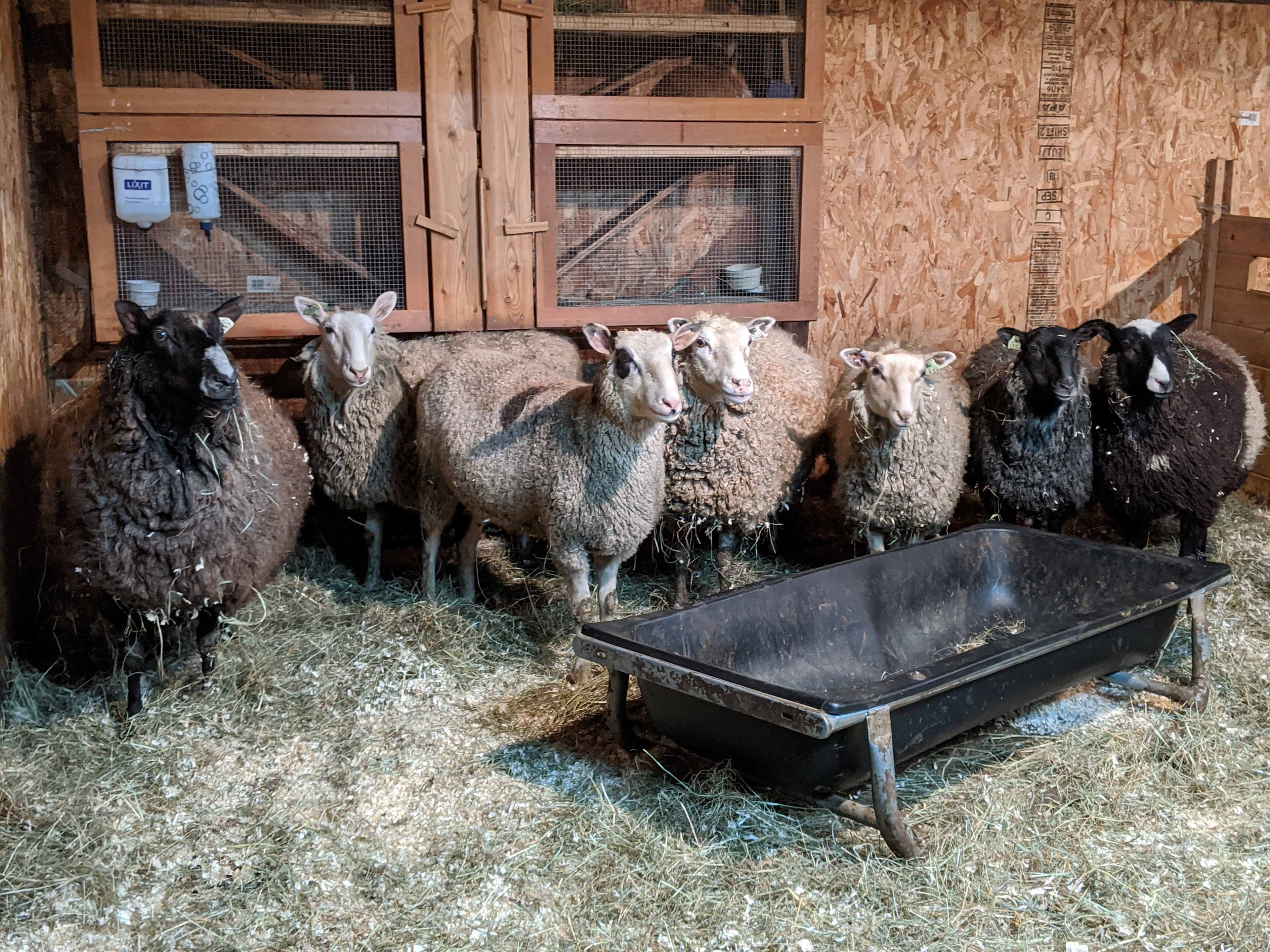 Sheep group photo op.