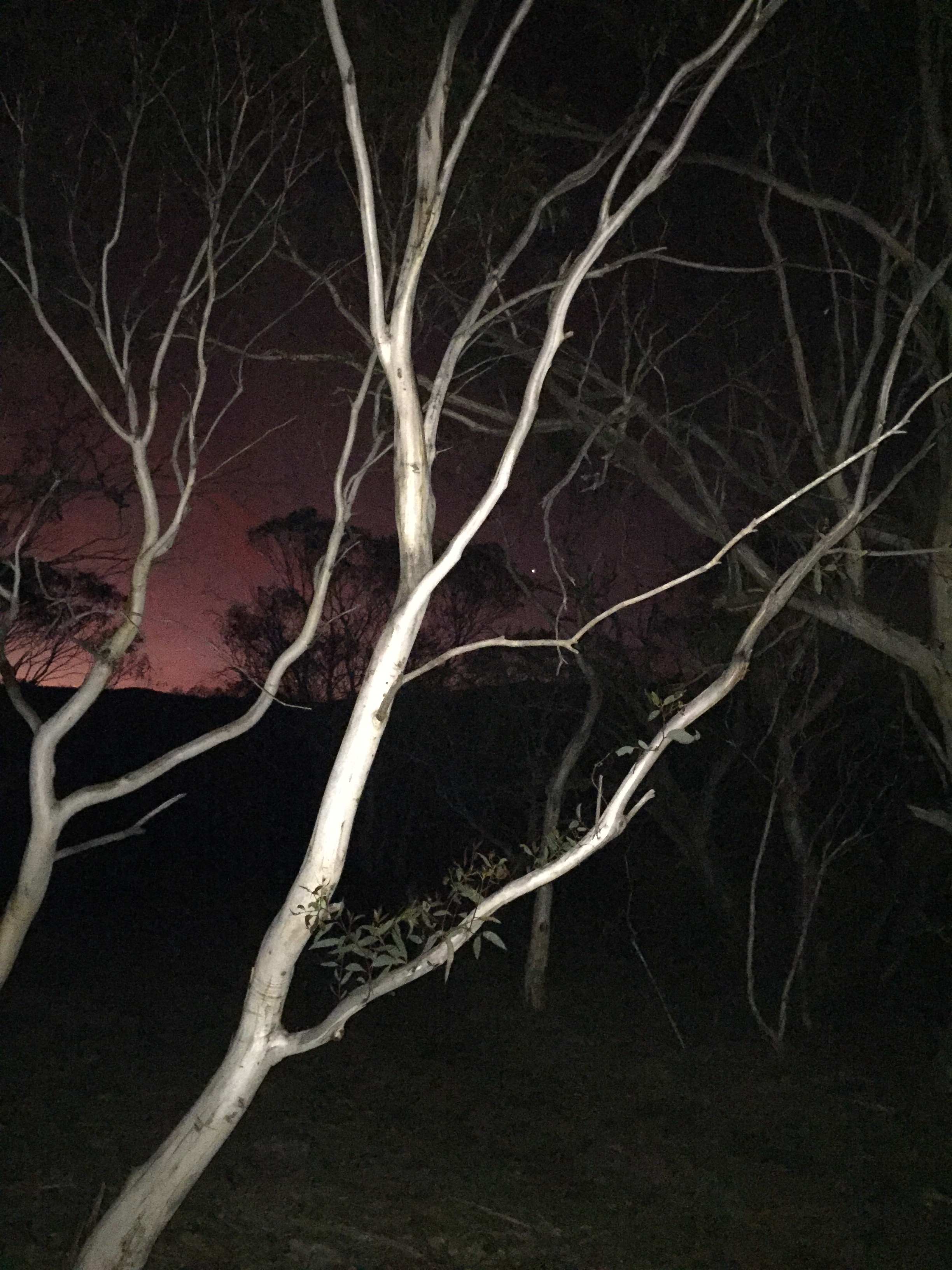 Ghostwood