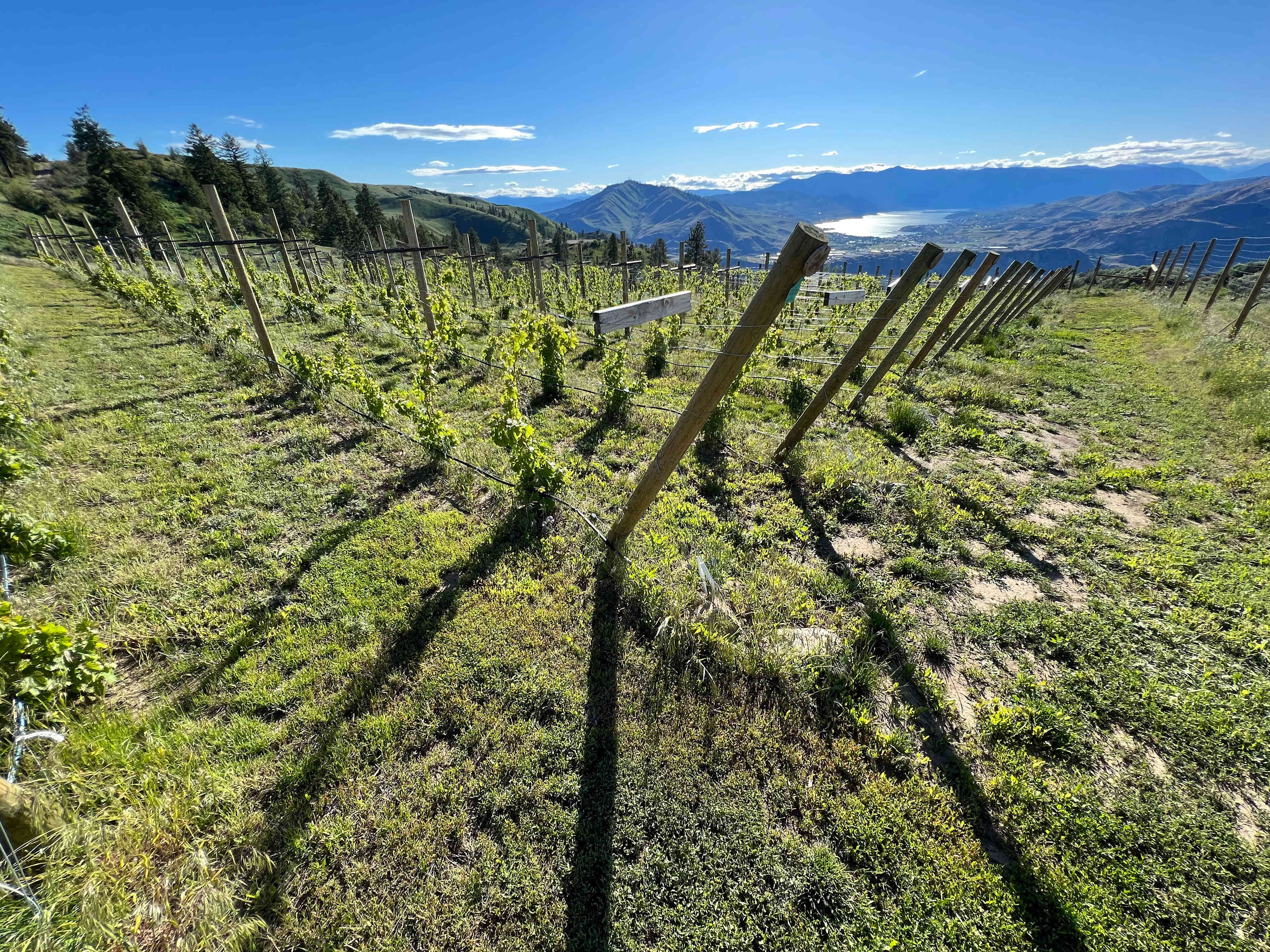 Elevate Vineyards