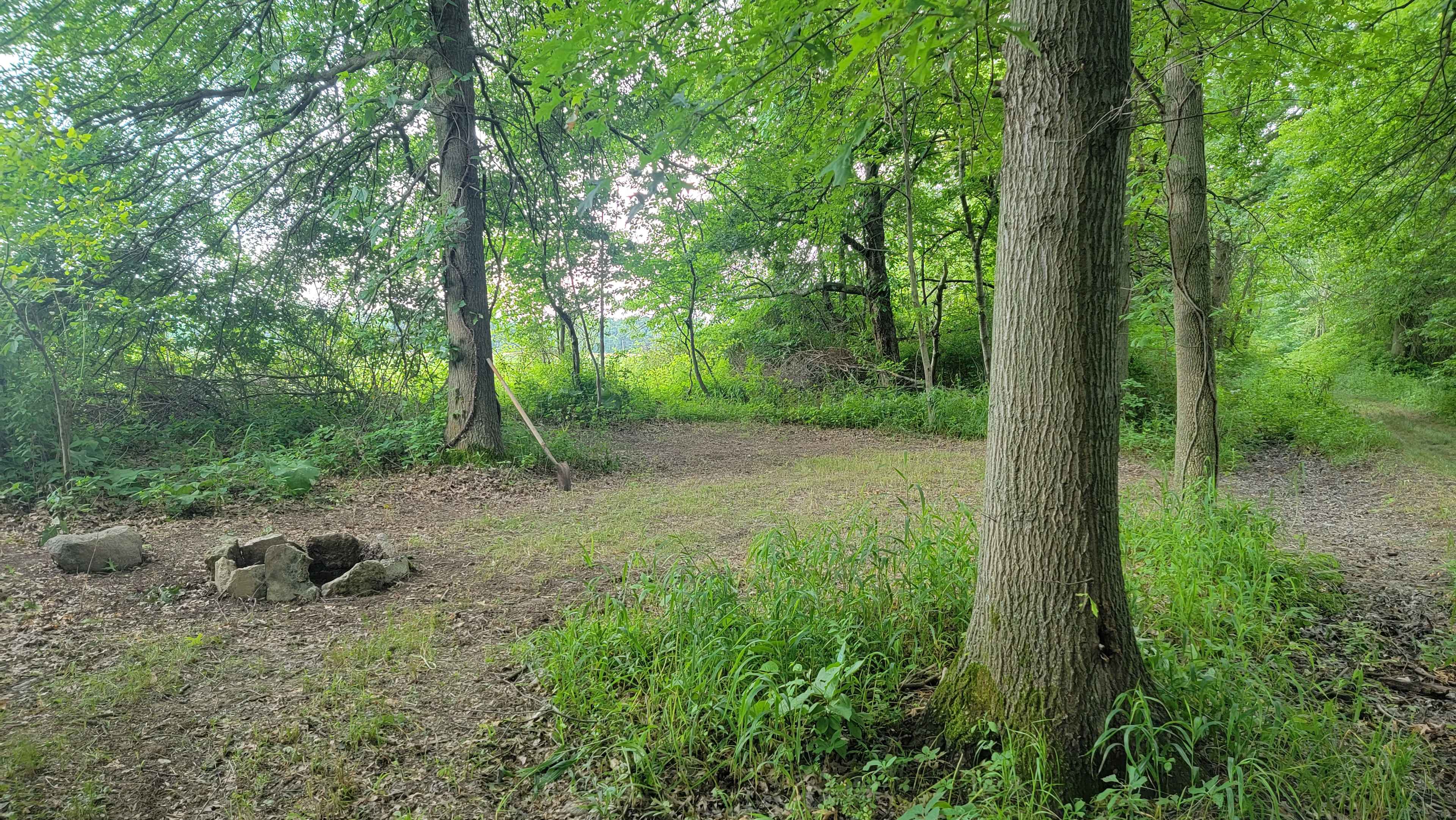 Sarah's Forest
