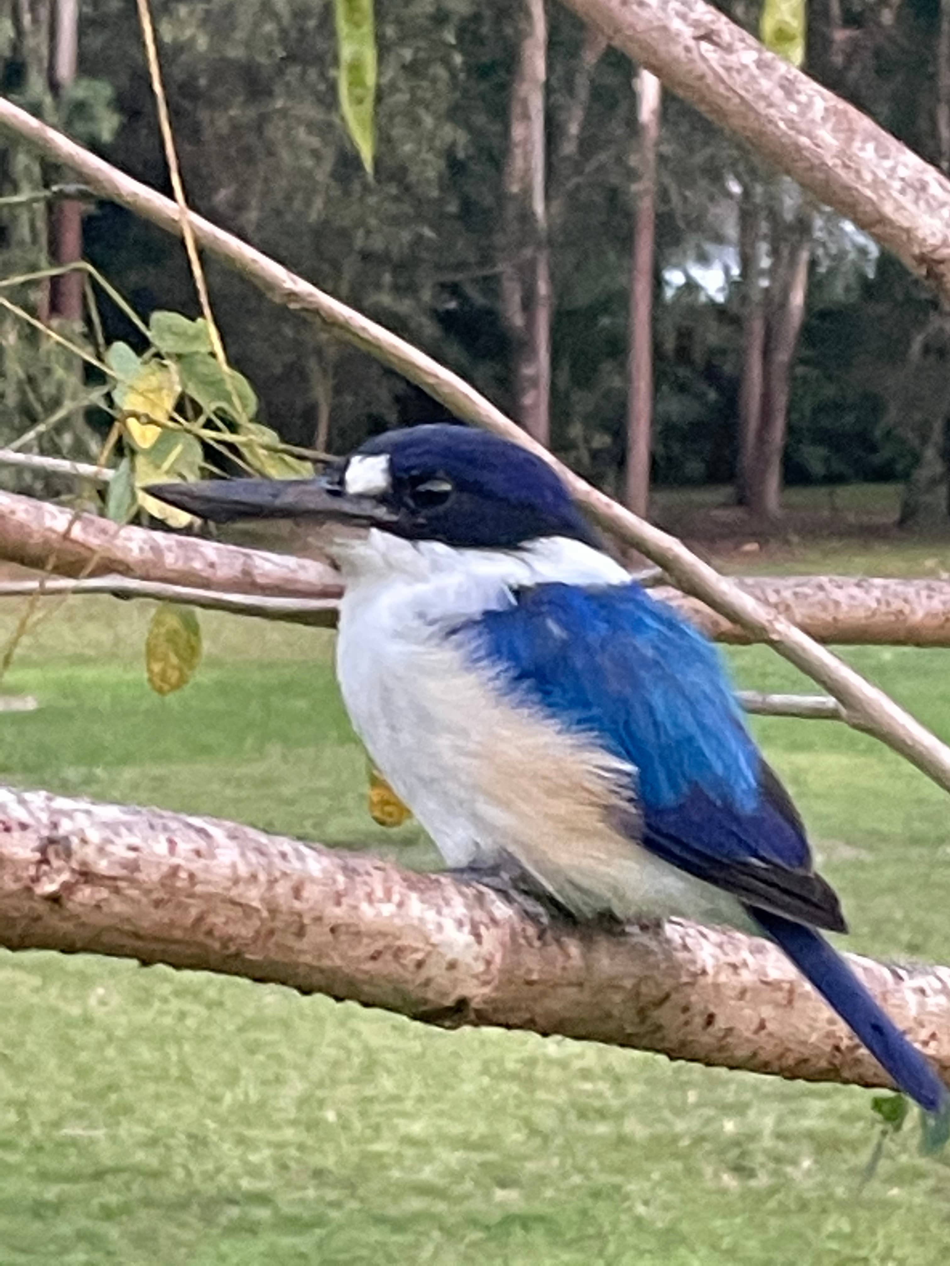 Forest Kingfisher