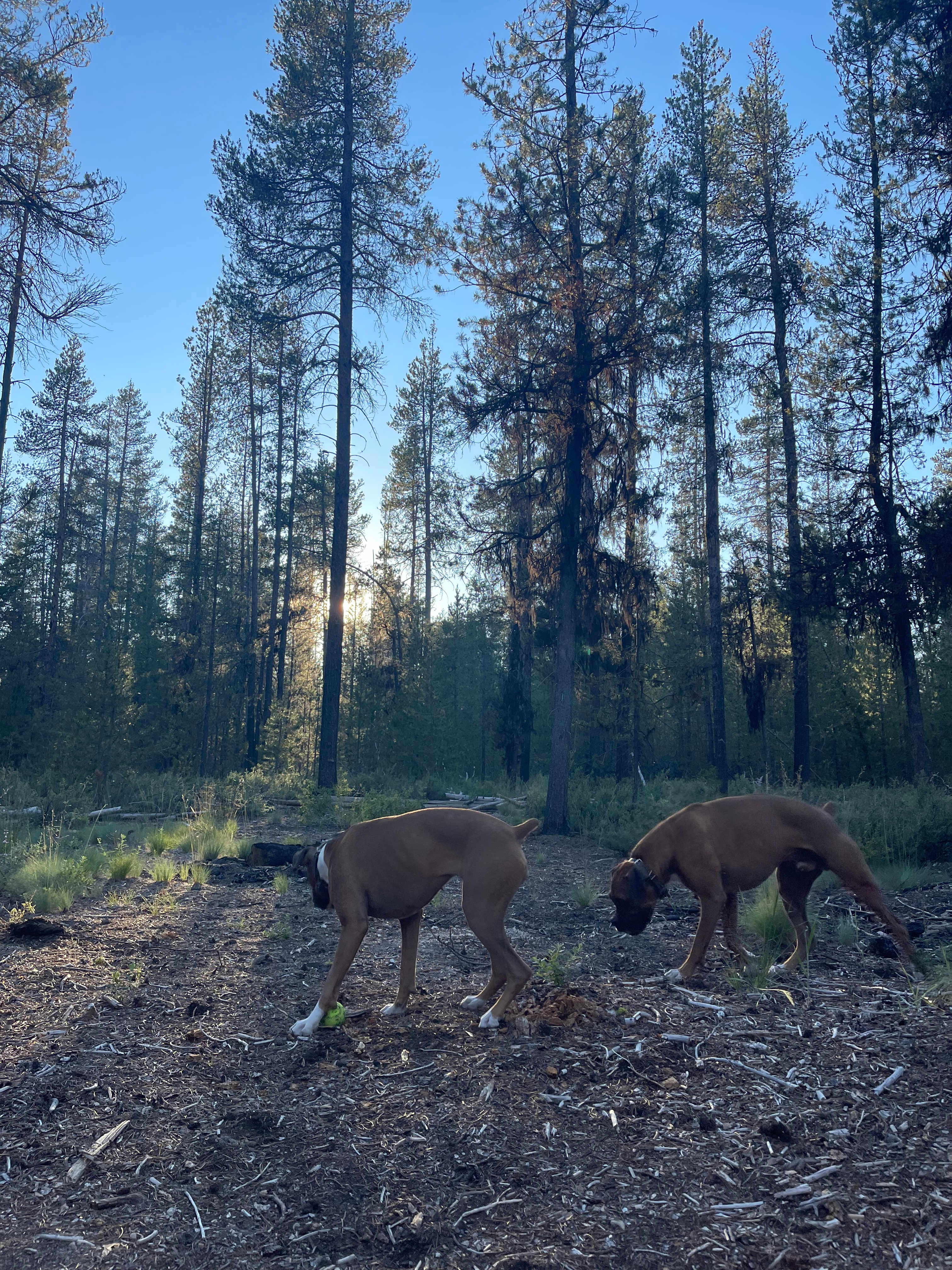 Mt. Scott Camping