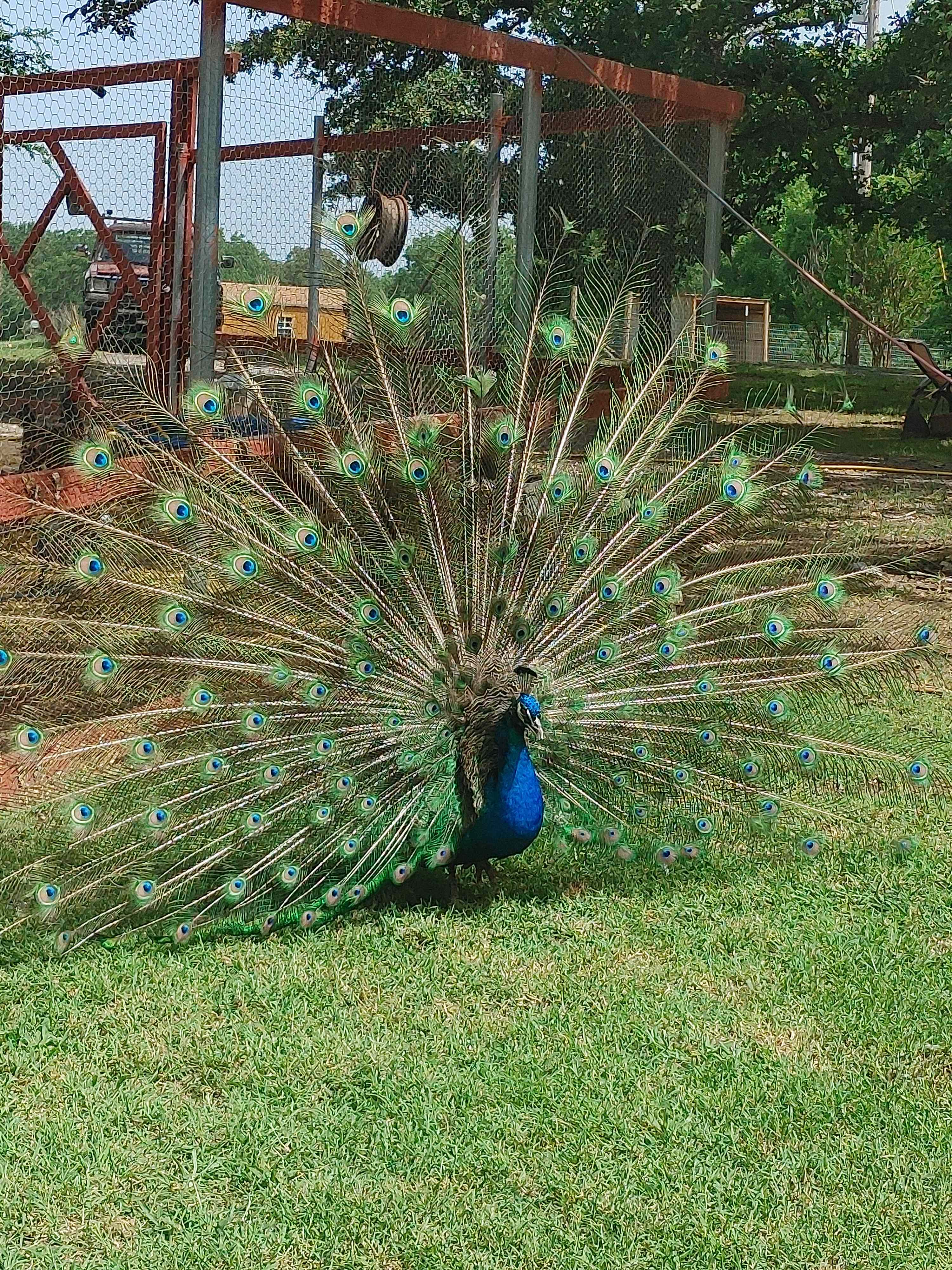 Mana Farm Davis