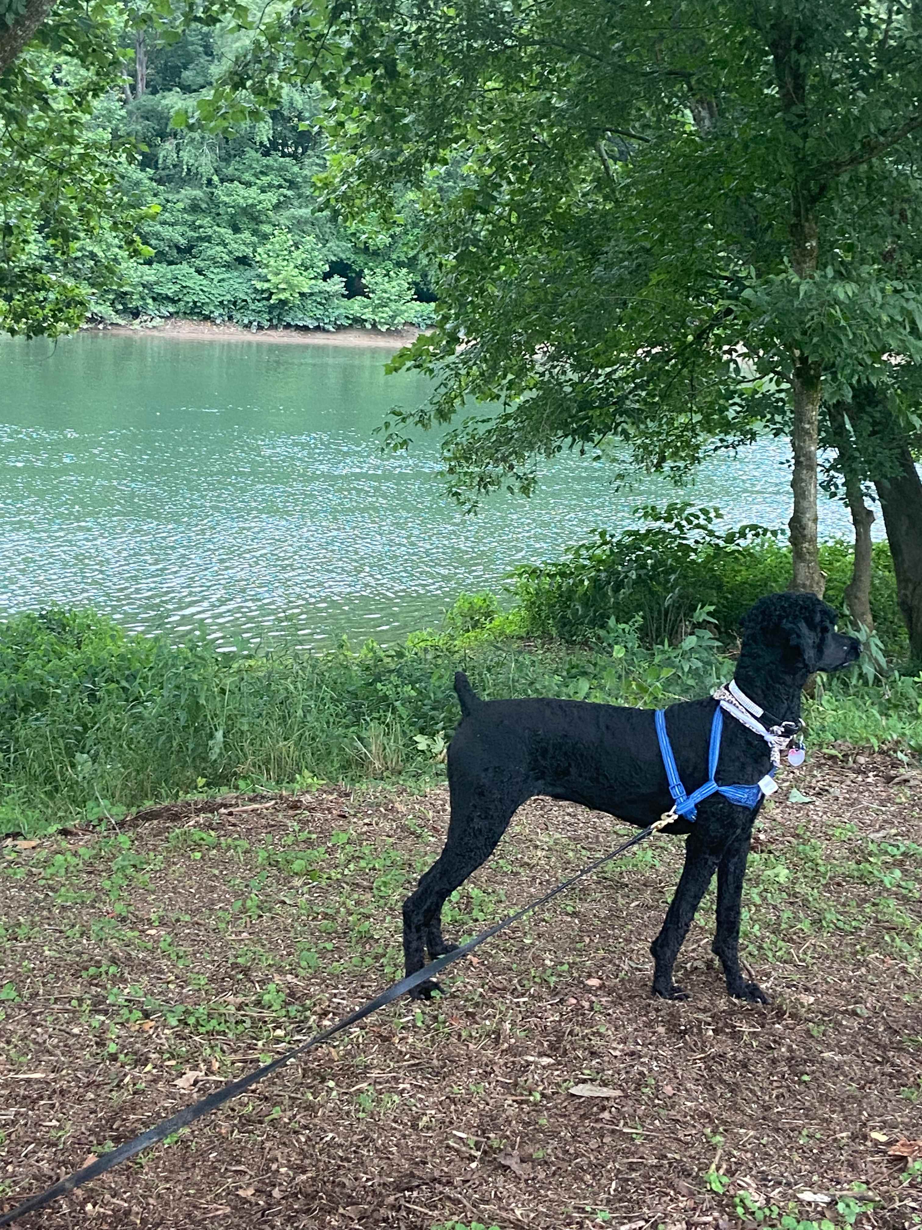 My pup loved the views 