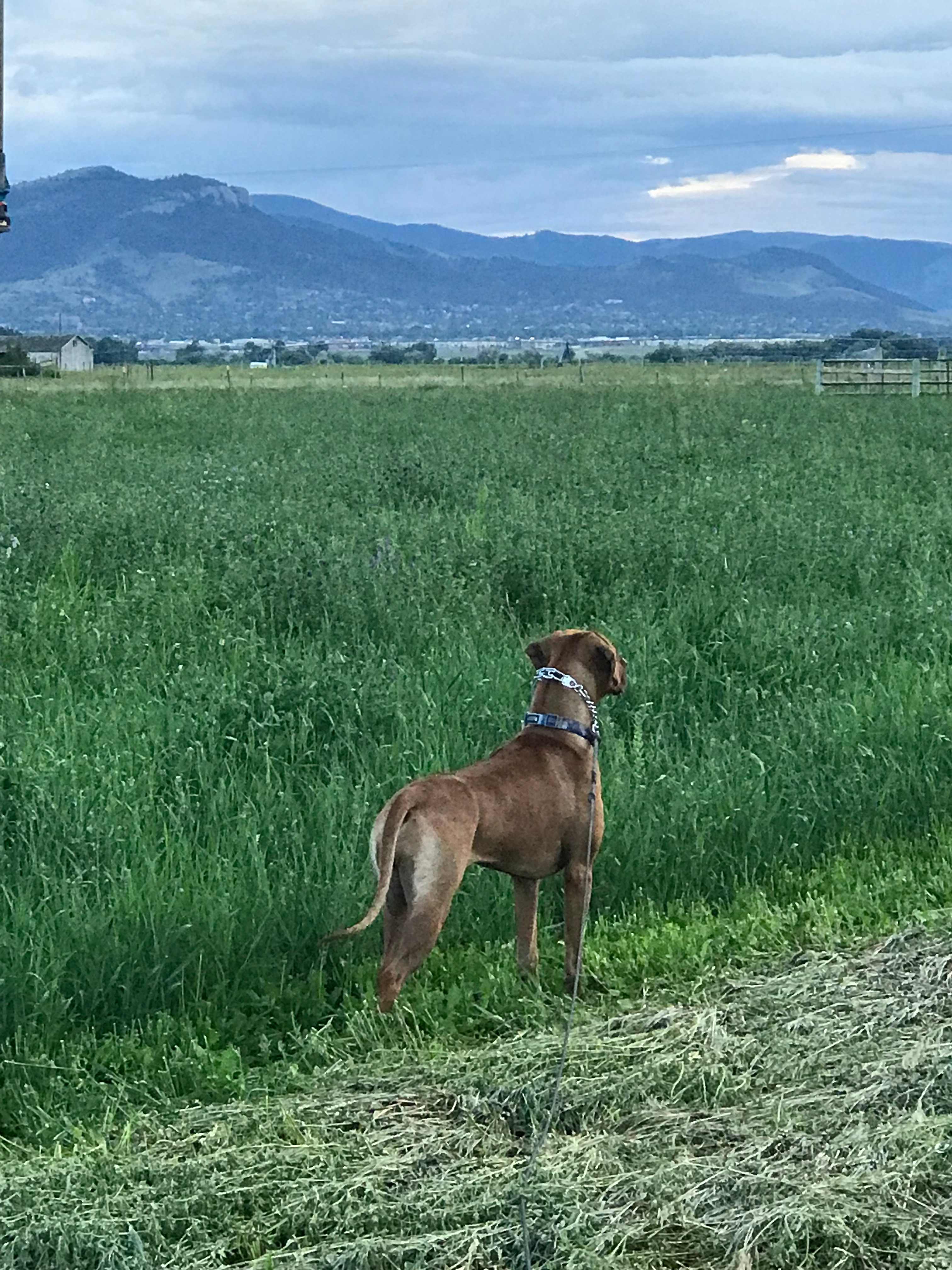 Farm Land Escape 
