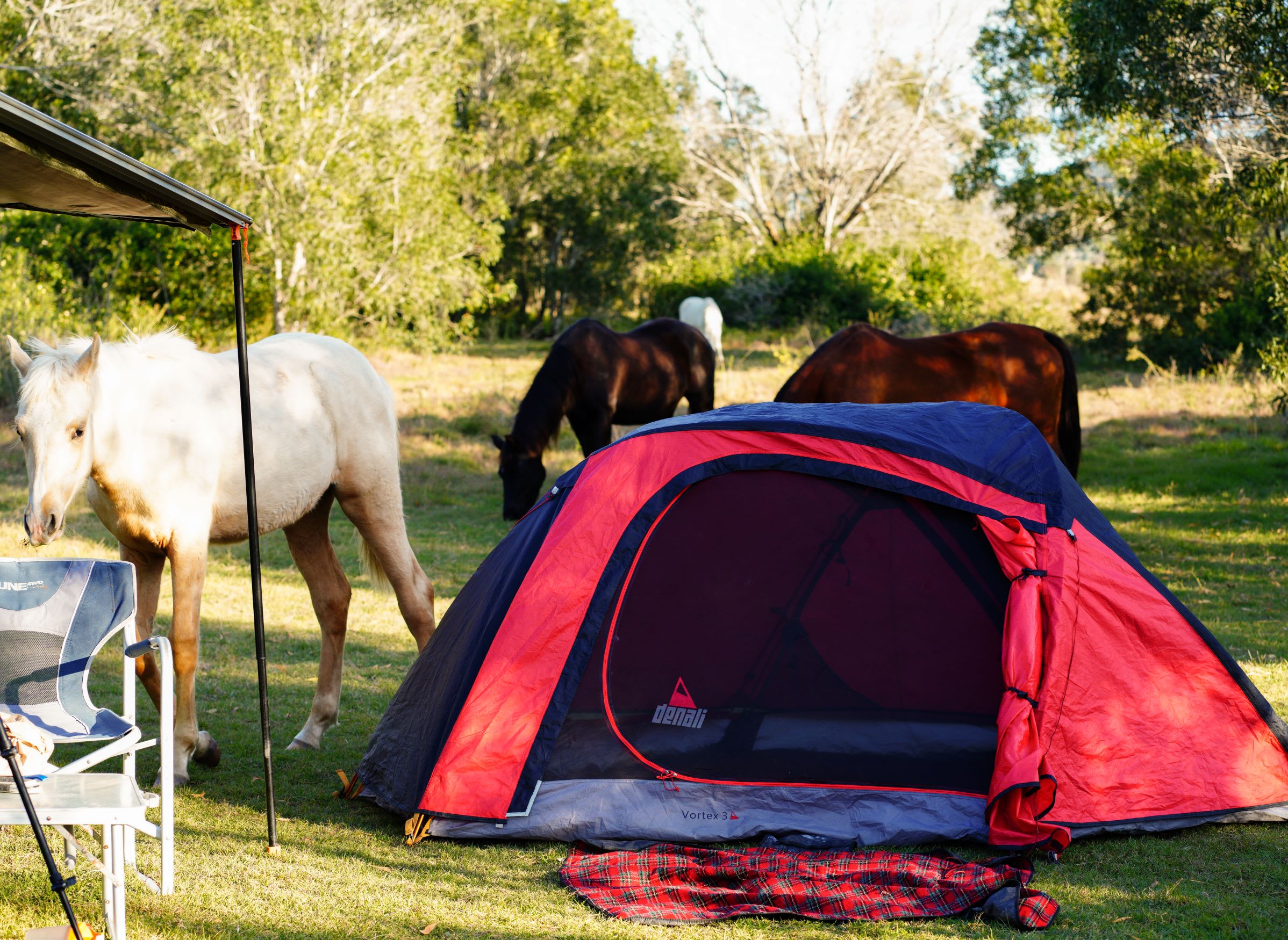 Horses coming for a visit